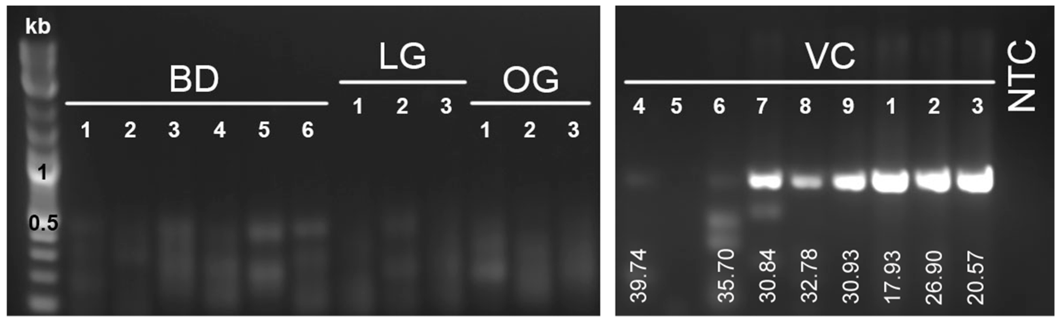 Viruses 12 01329 g003 Viruses 12 01329 g003