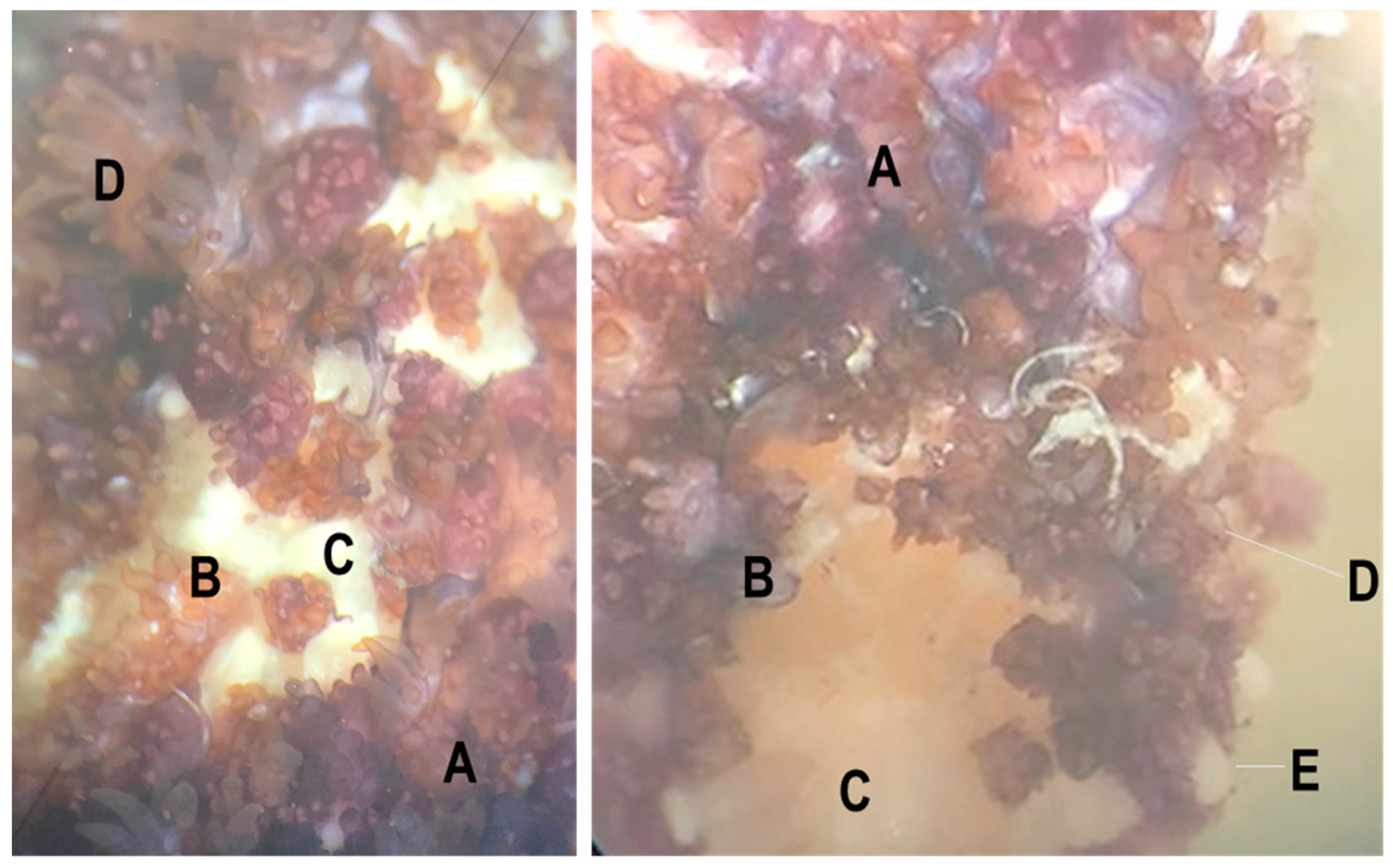 Viruses 12 01332 g001 Viruses 12 01332 g001