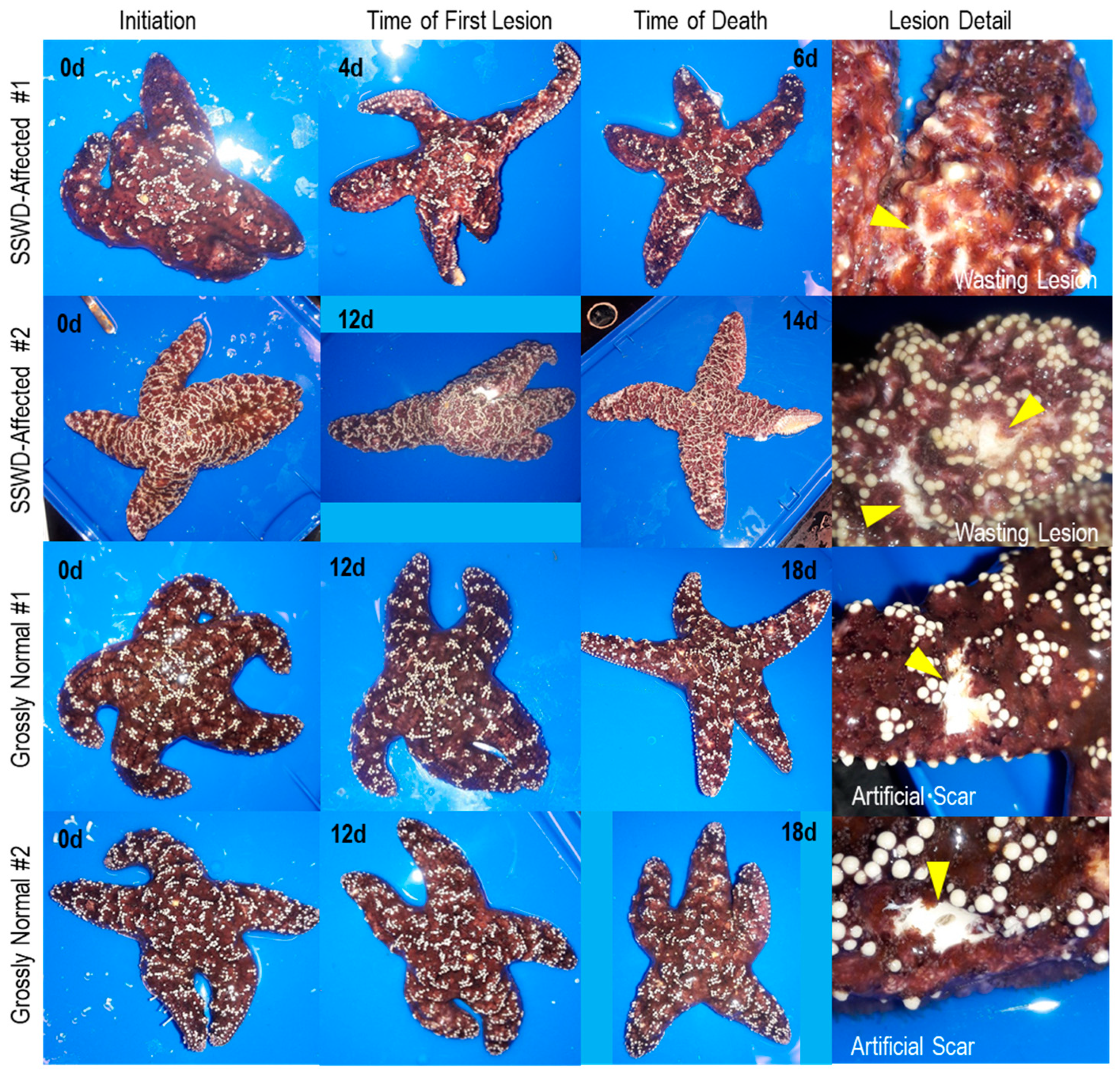 Viruses 12 01332 g002 Viruses 12 01332 g002