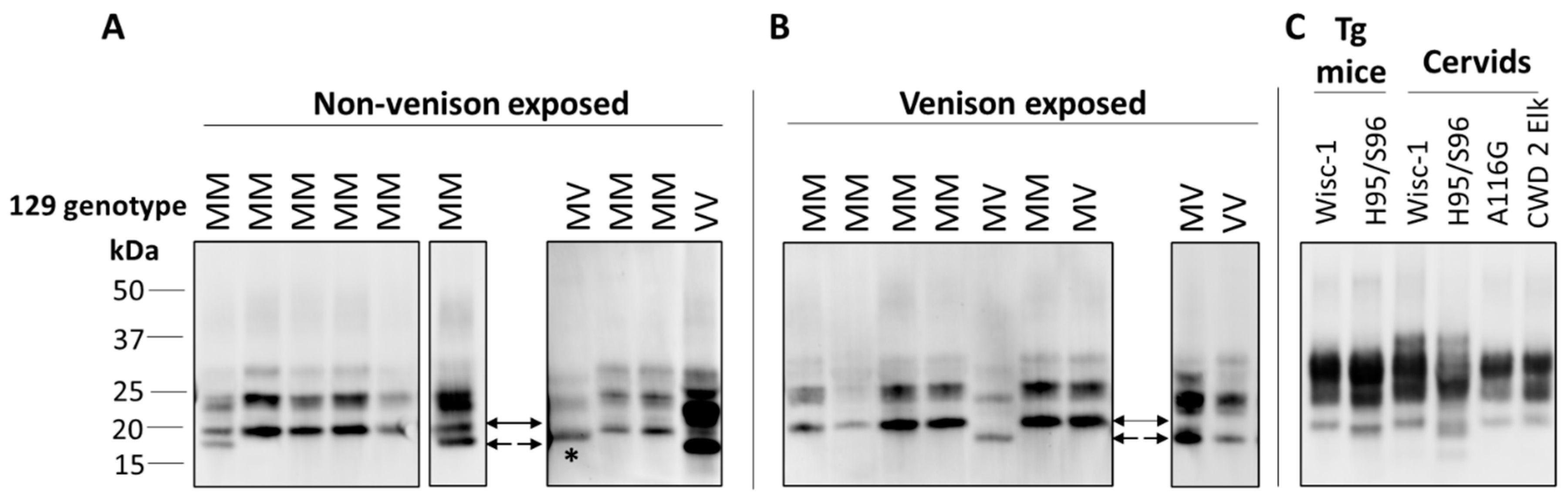 Viruses 12 01454 g001