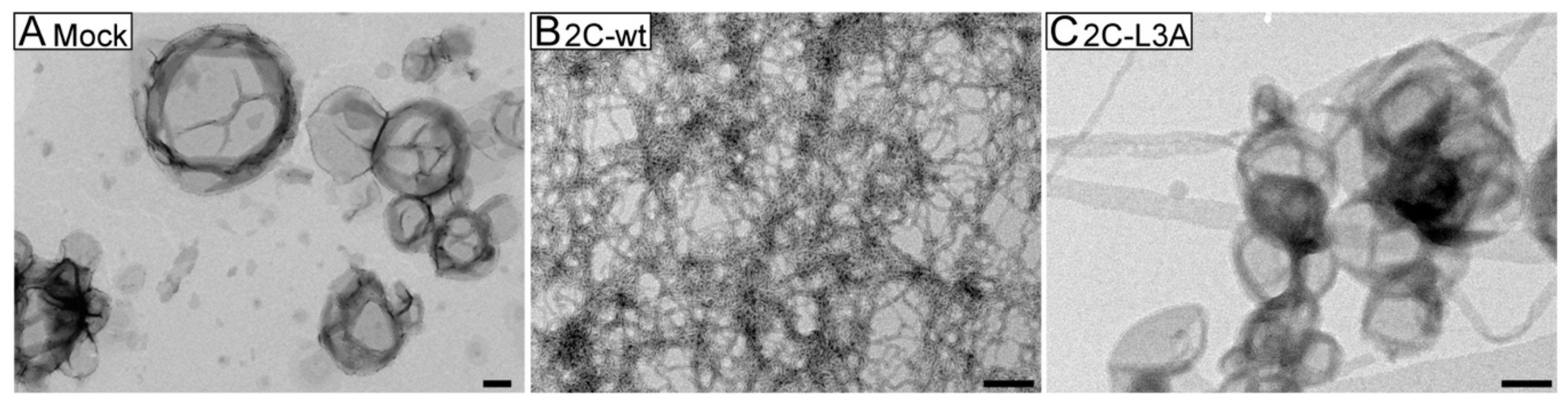 Viruses 12 01466 g004