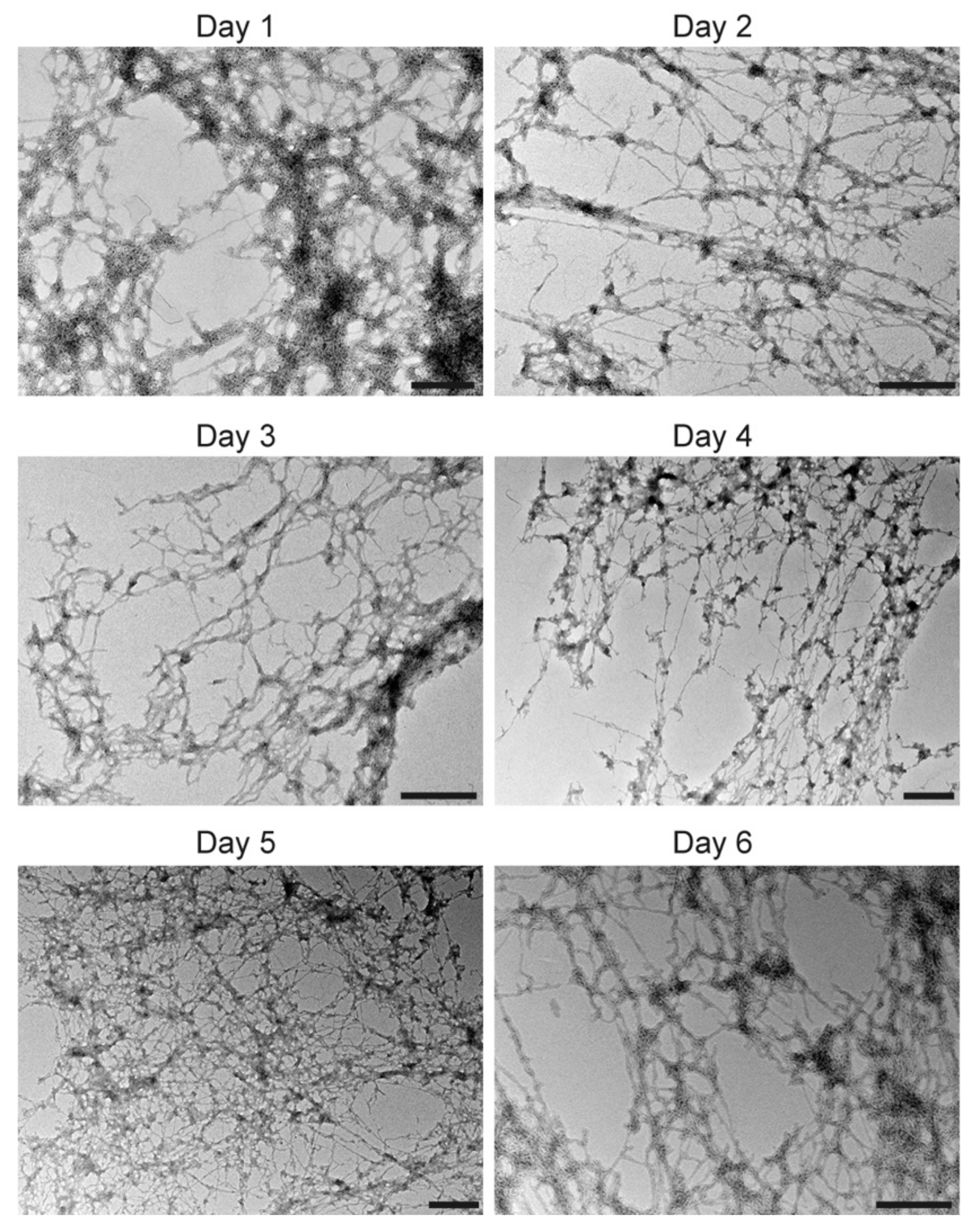 Viruses 12 01466 g005