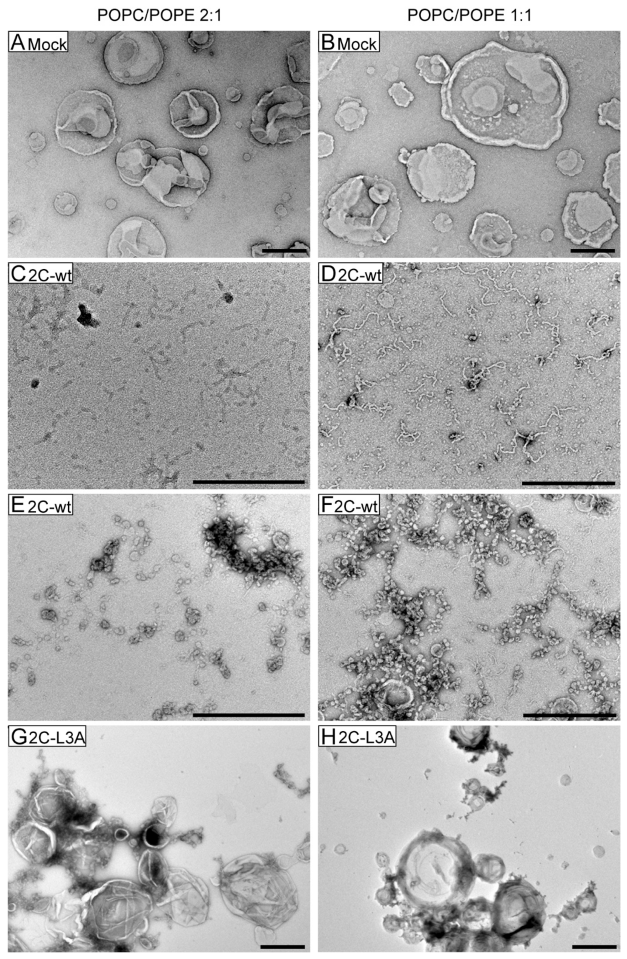 Viruses 12 01466 g006