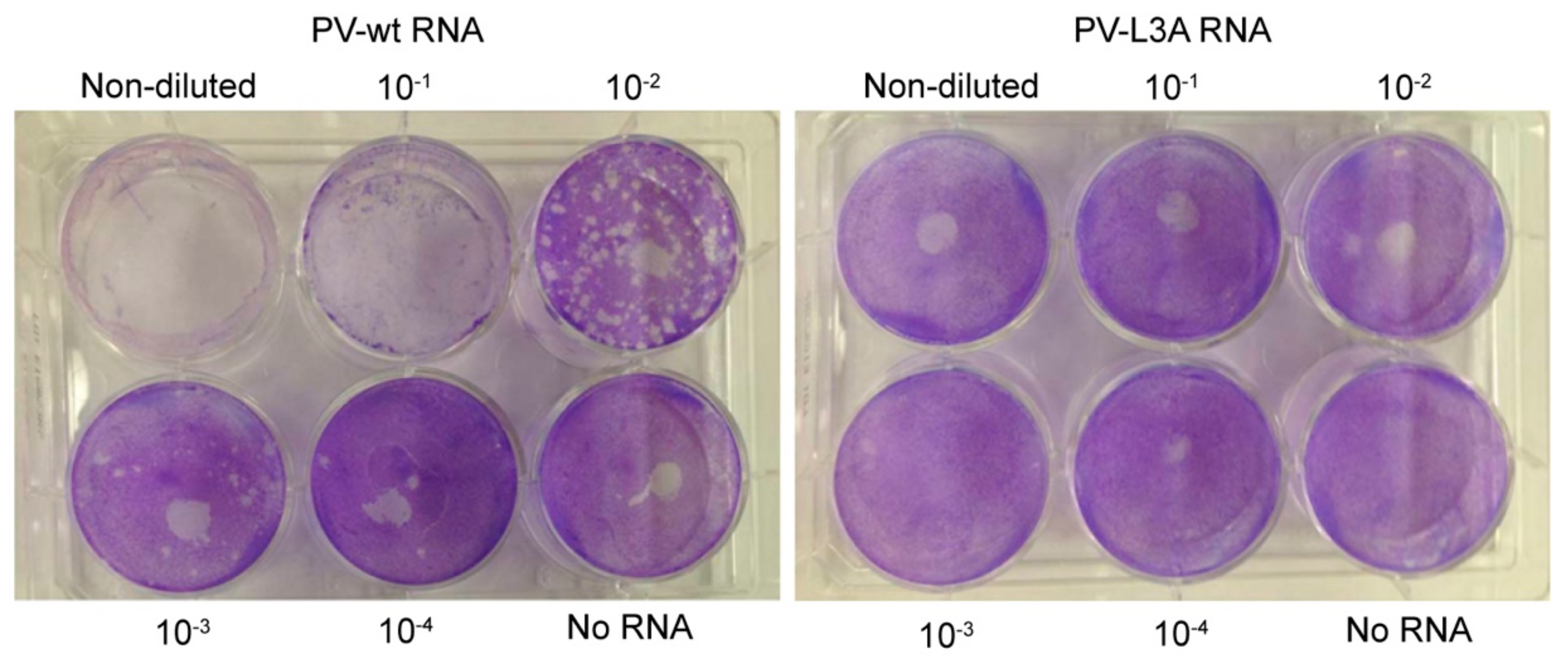 Viruses 12 01466 g008