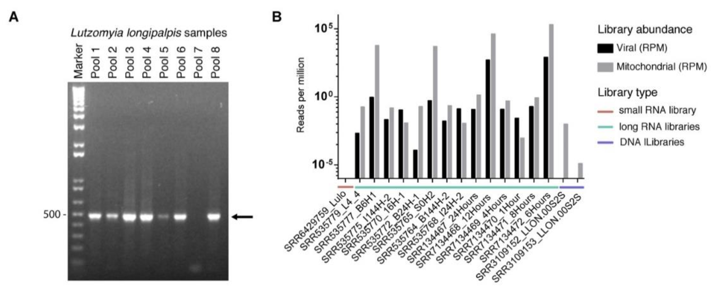 Viruses 13 00009 g007 Viruses 13 00009 g007