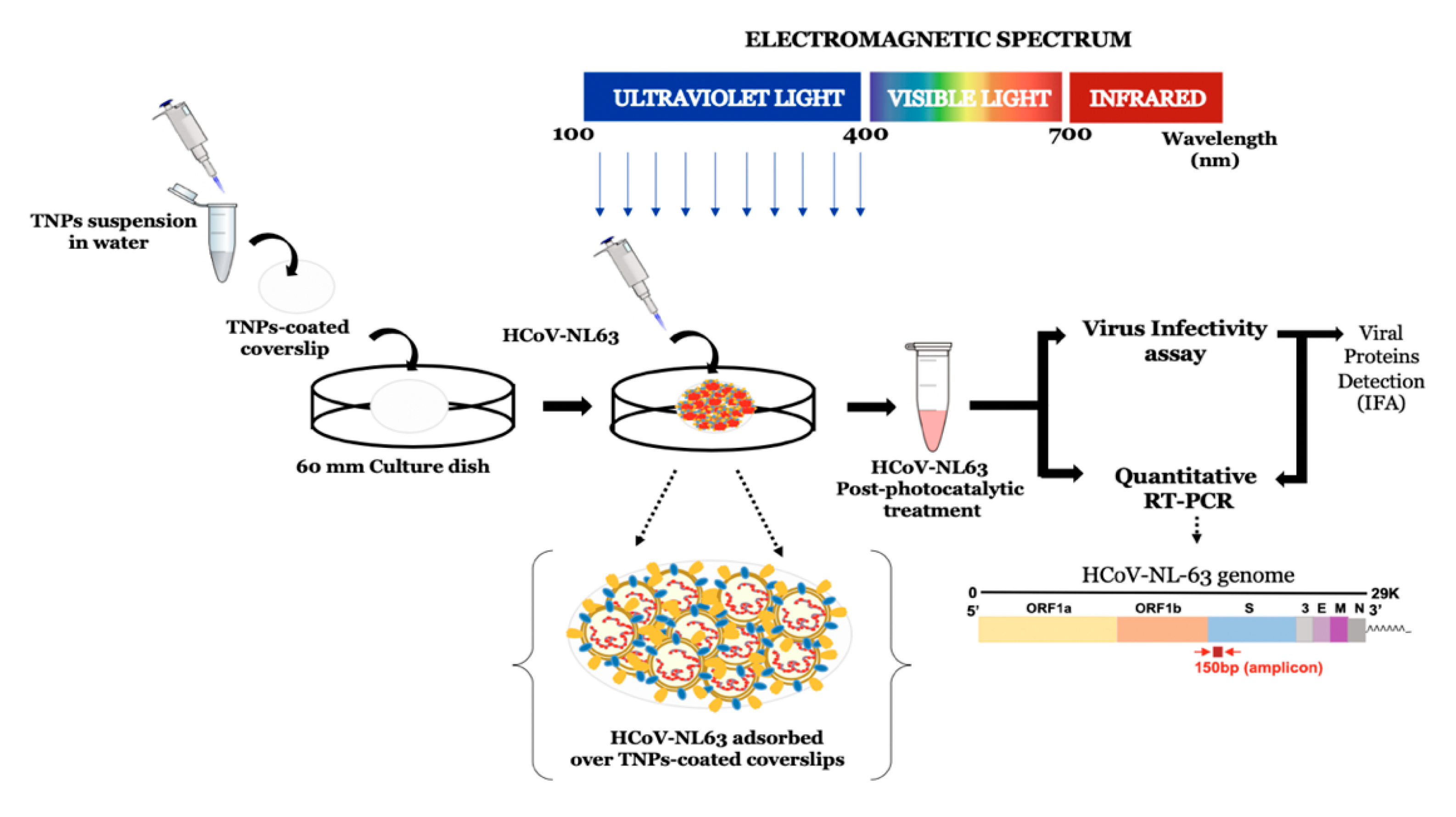 Viruses 13 00019 g001