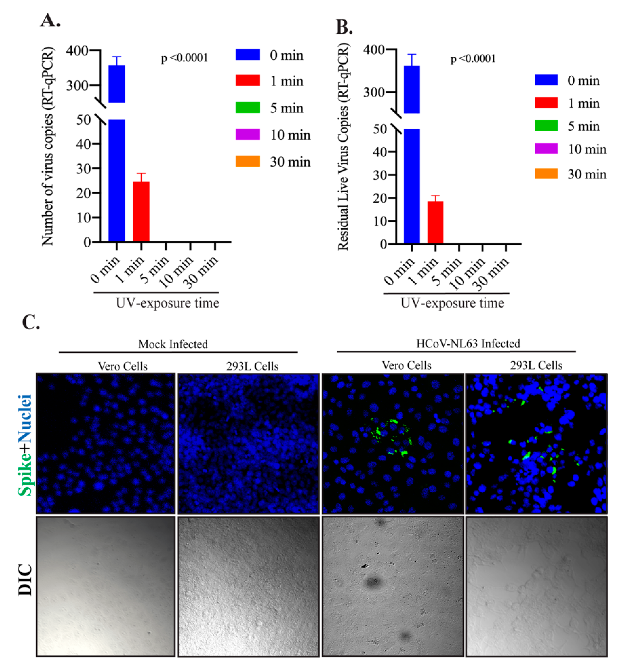 Viruses 13 00019 g002