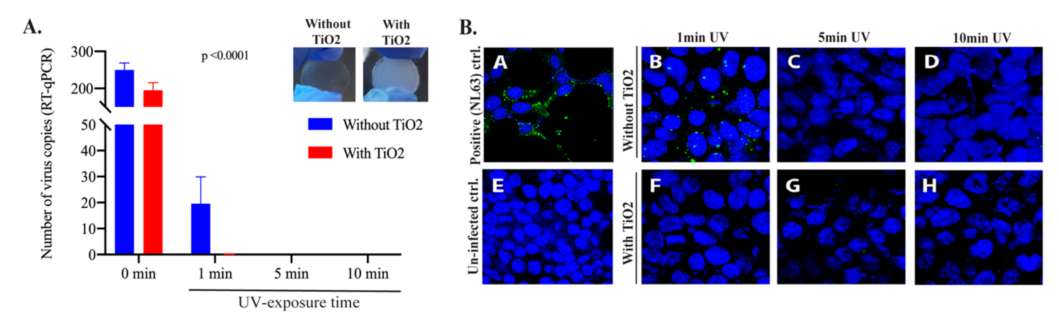 Viruses 13 00019 g003