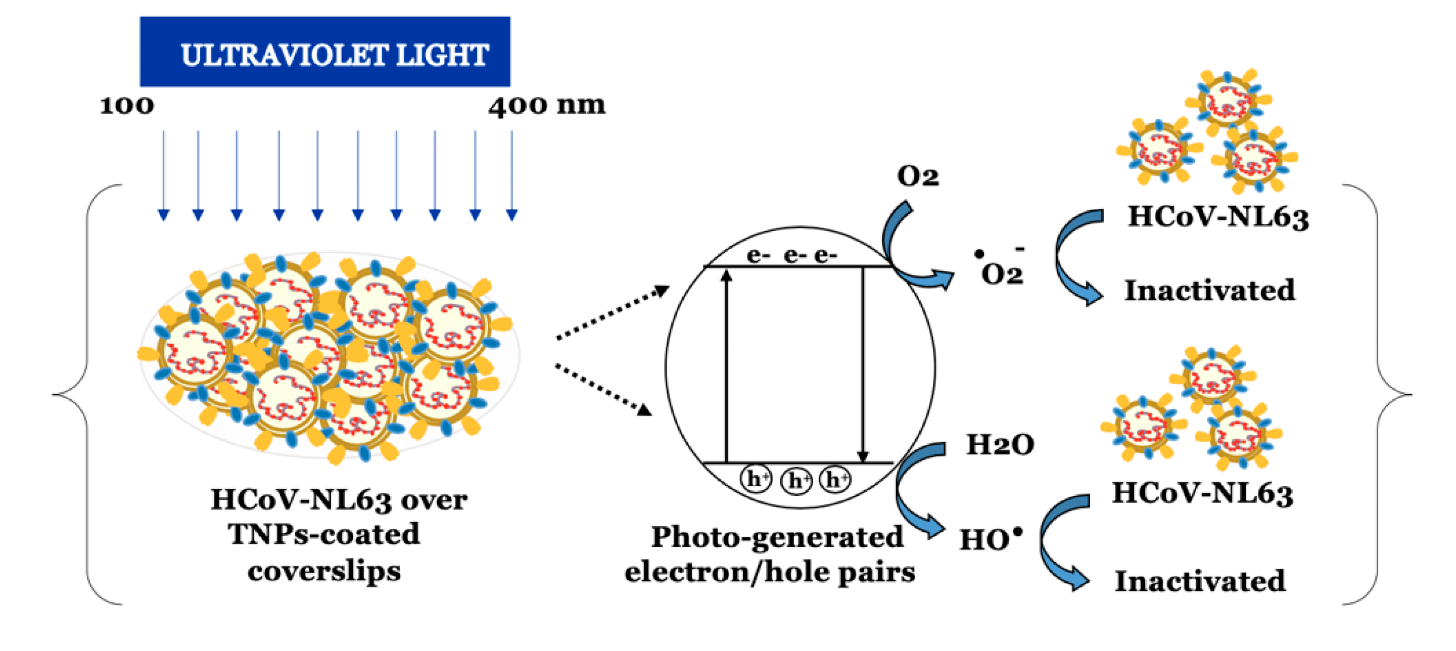 Viruses 13 00019 g006