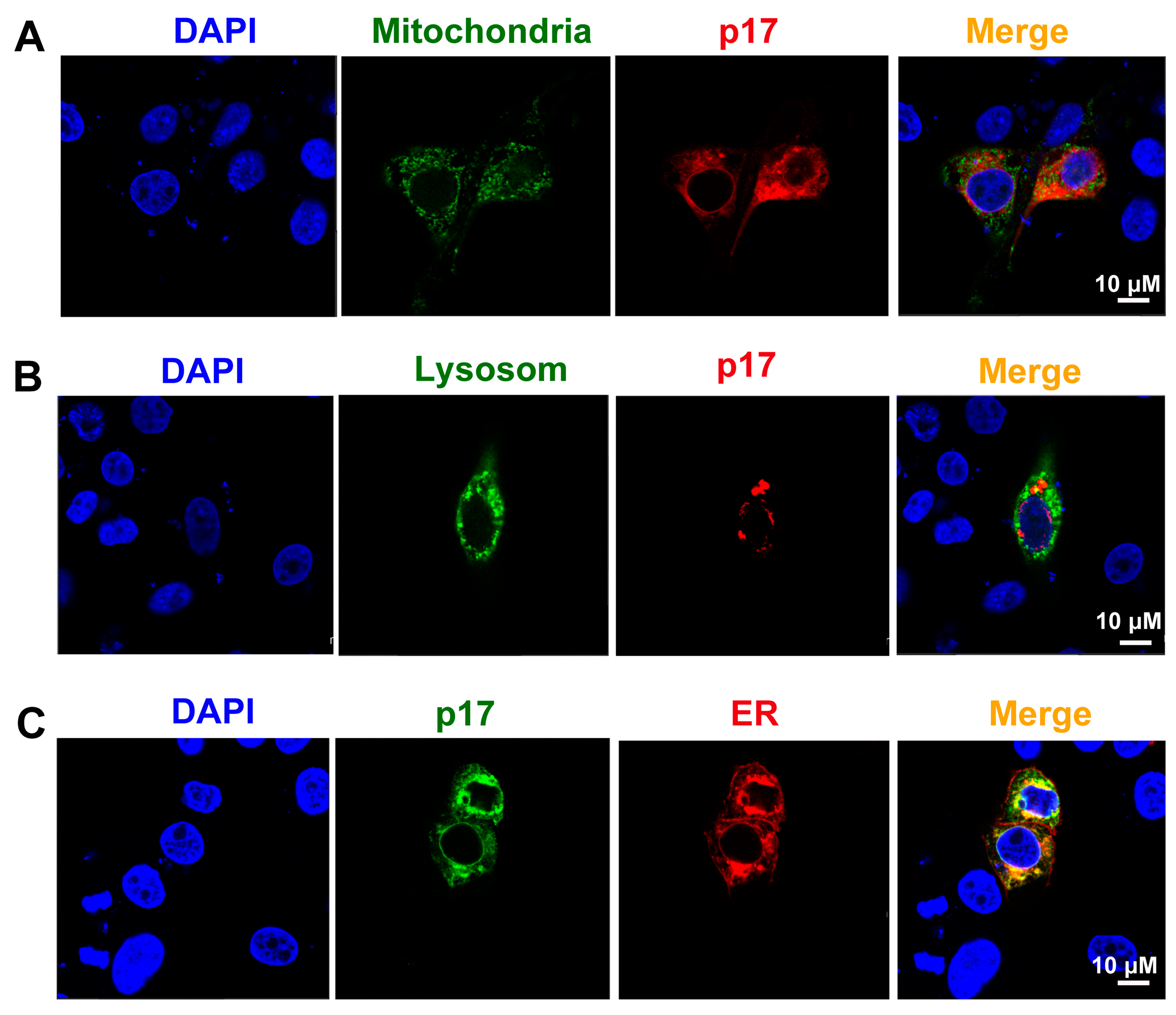 Viruses 13 00021 g004