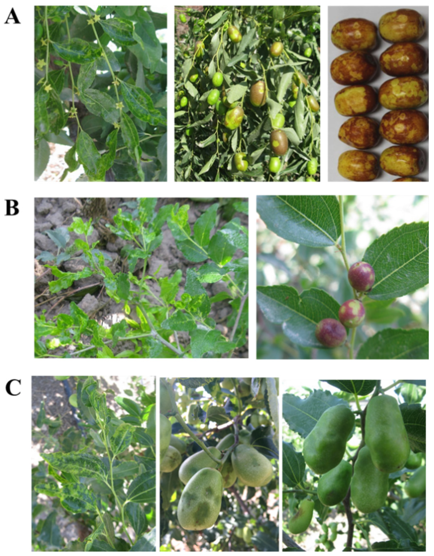 Viruses 13 00025 g007