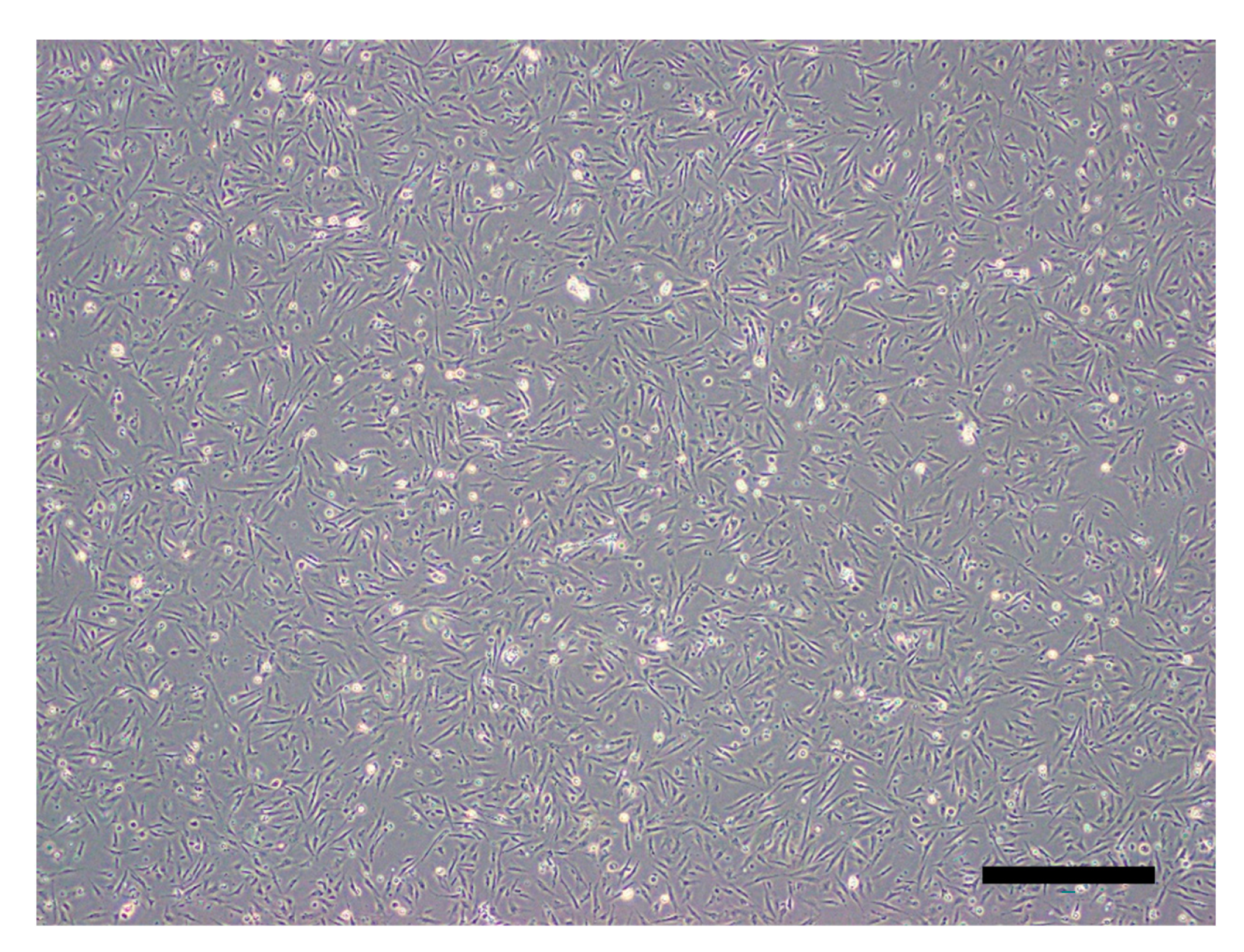 Viruses 13 00028 g001