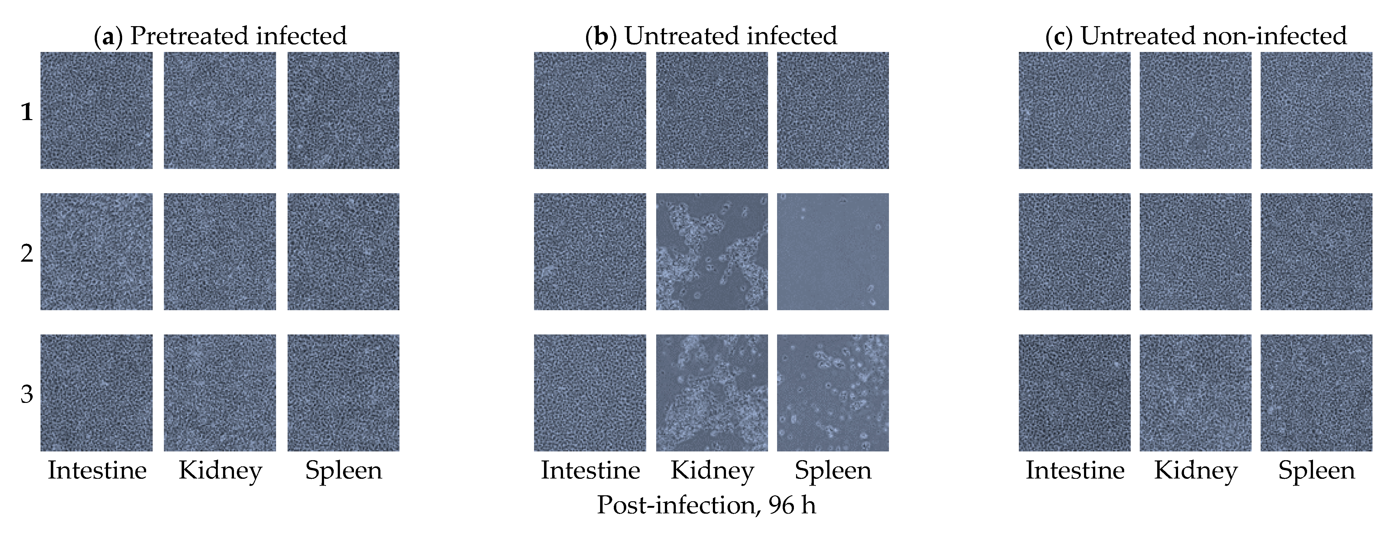 Viruses 13 00028 g005