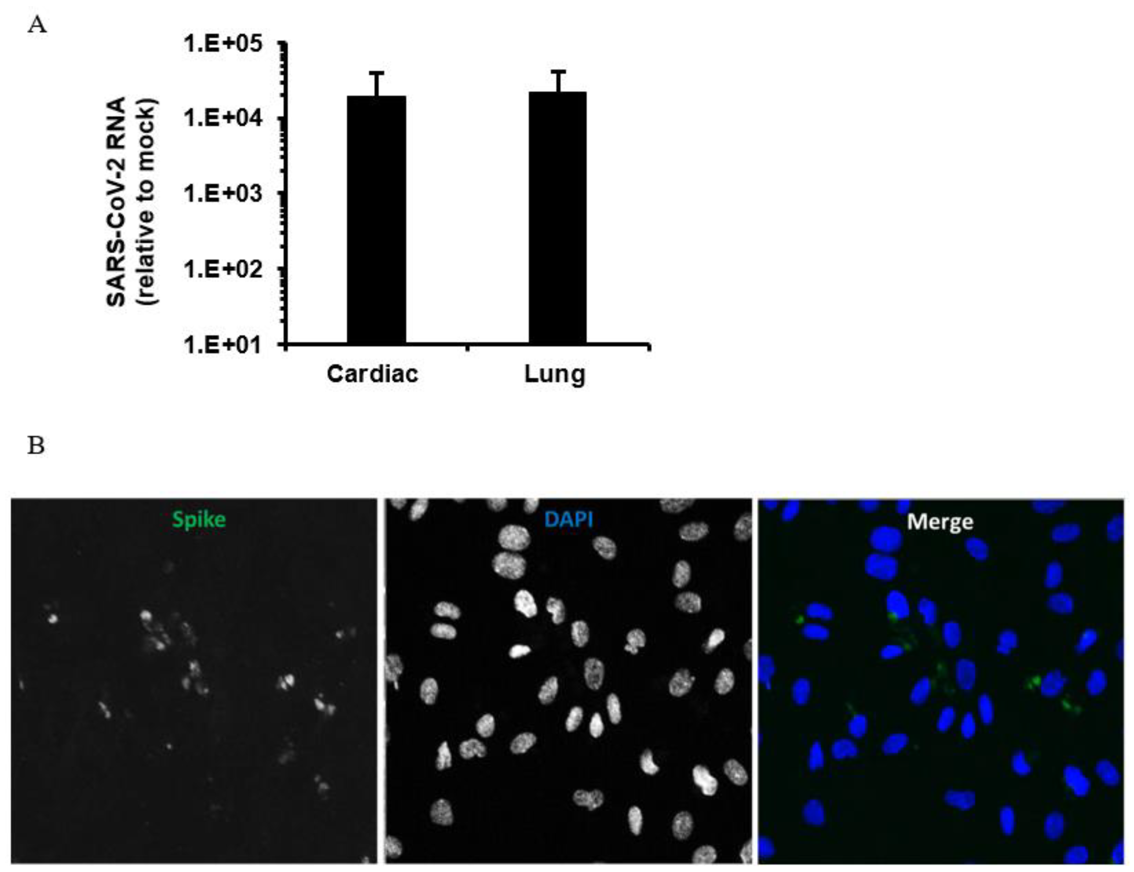 Viruses 13 00029 g002