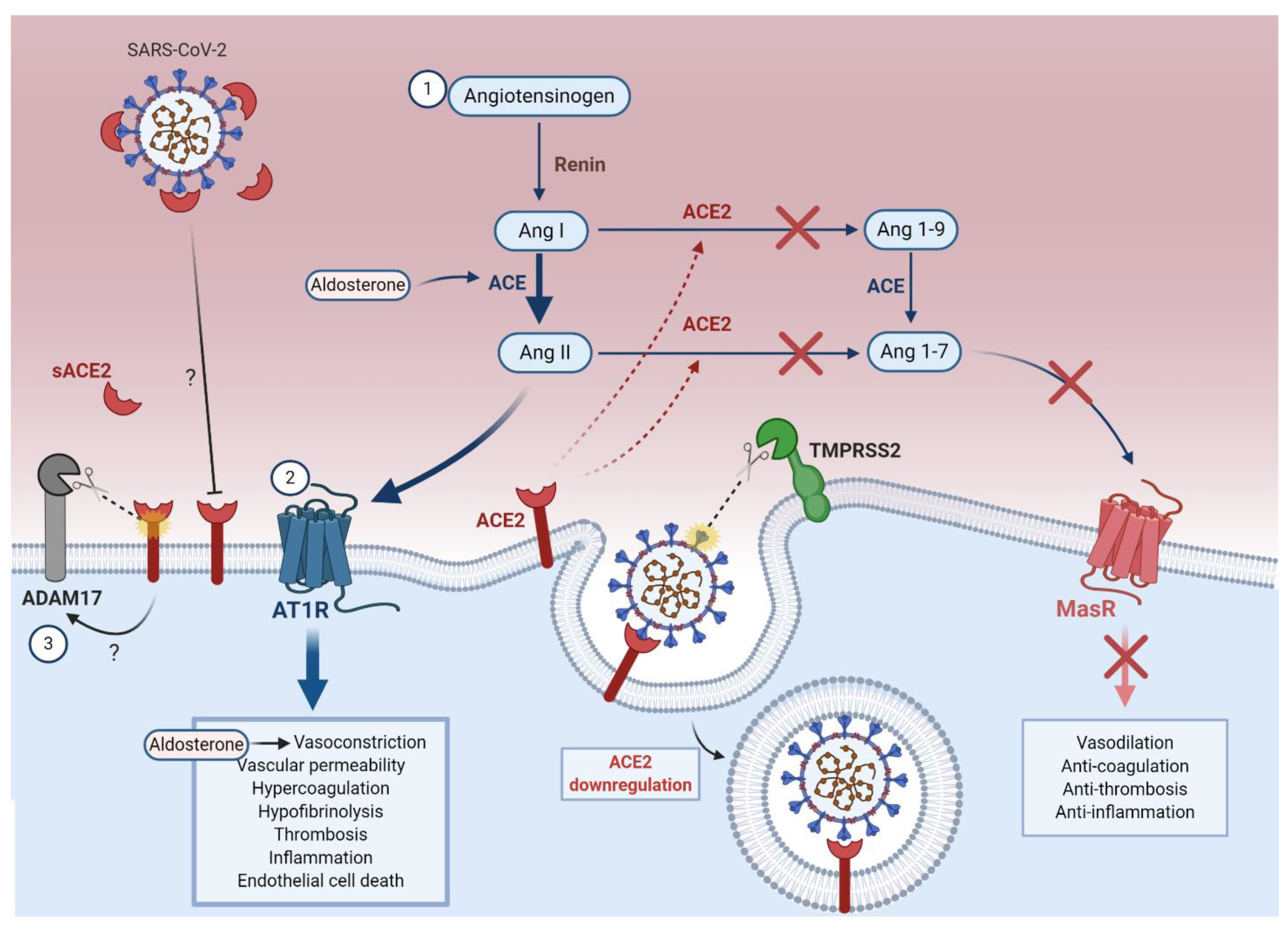 Viruses 13 00029 g003