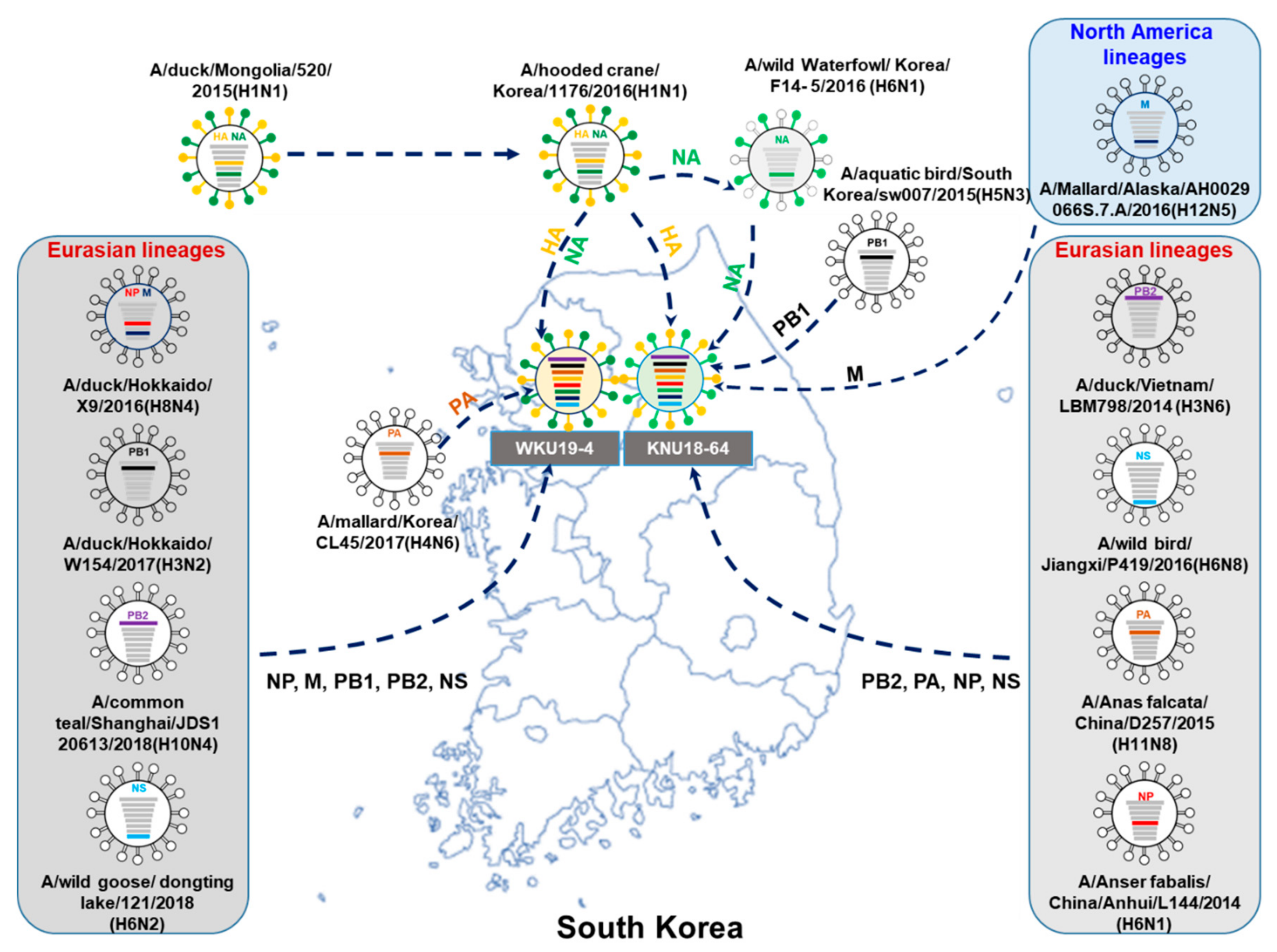 Viruses 13 00030 g001