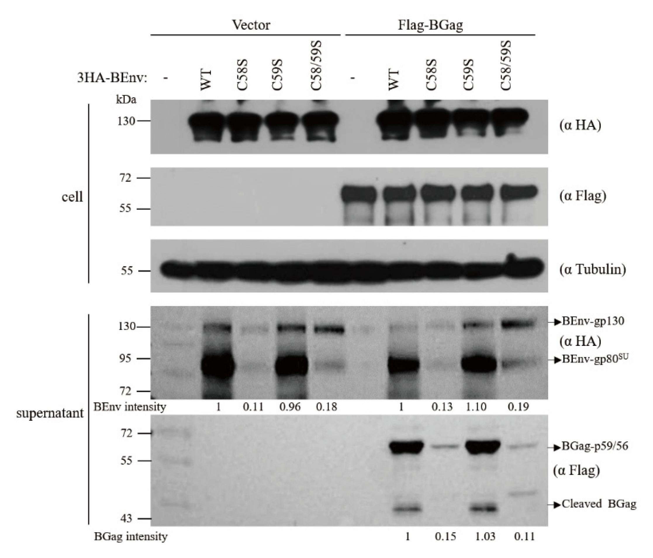 Viruses 13 00031 g004