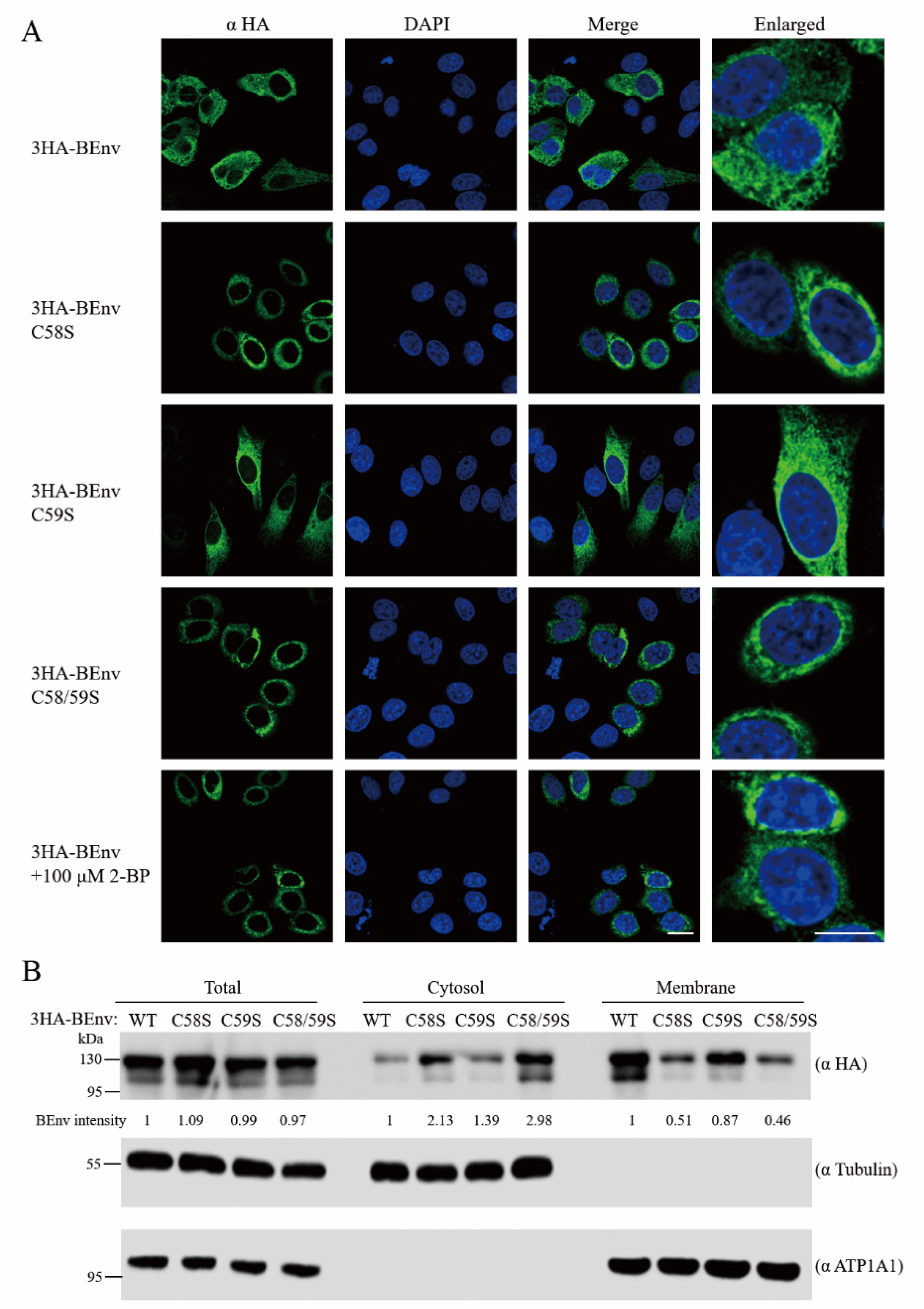 Viruses 13 00031 g006