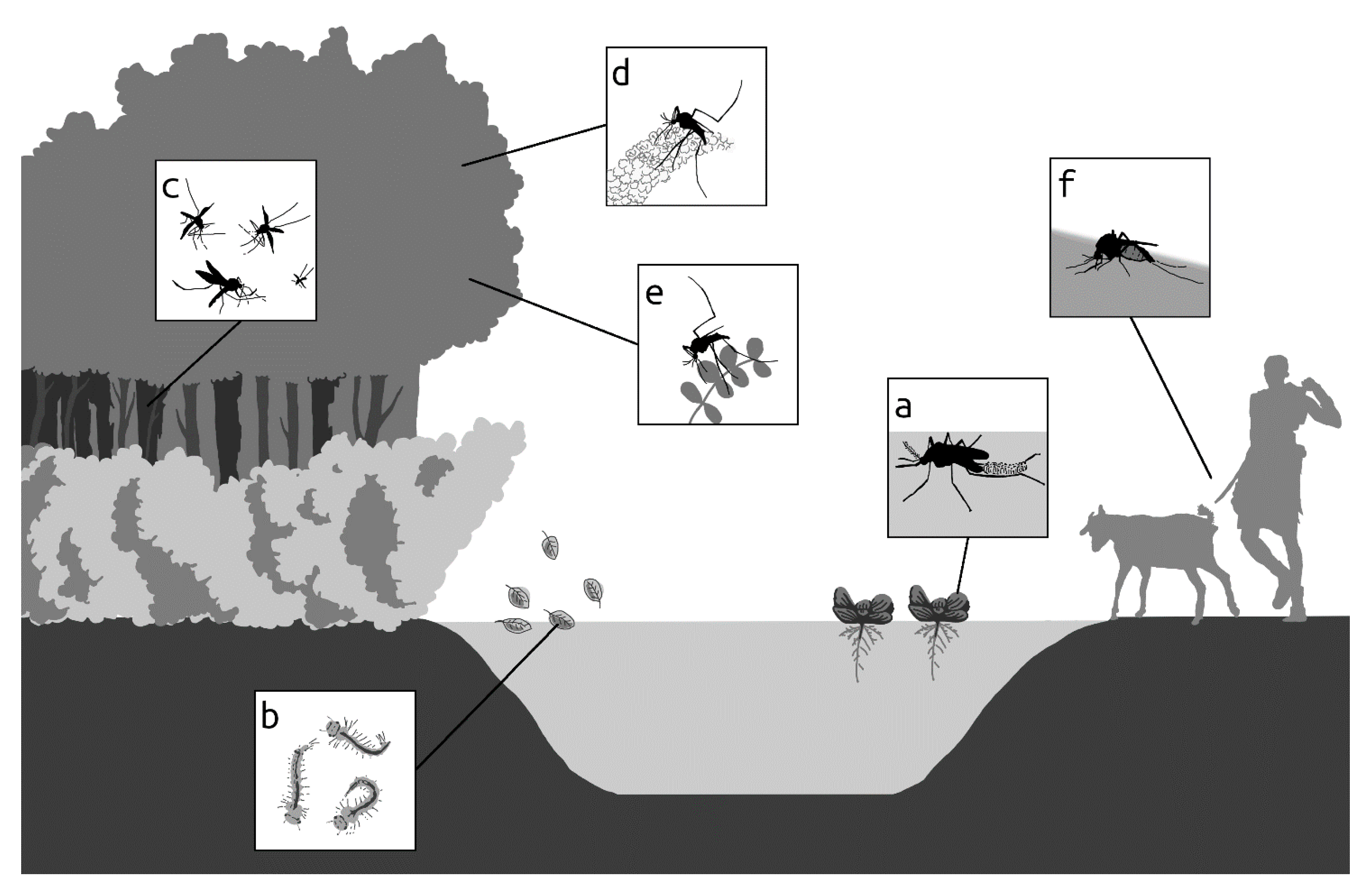 Viruses 13 00032 g001
