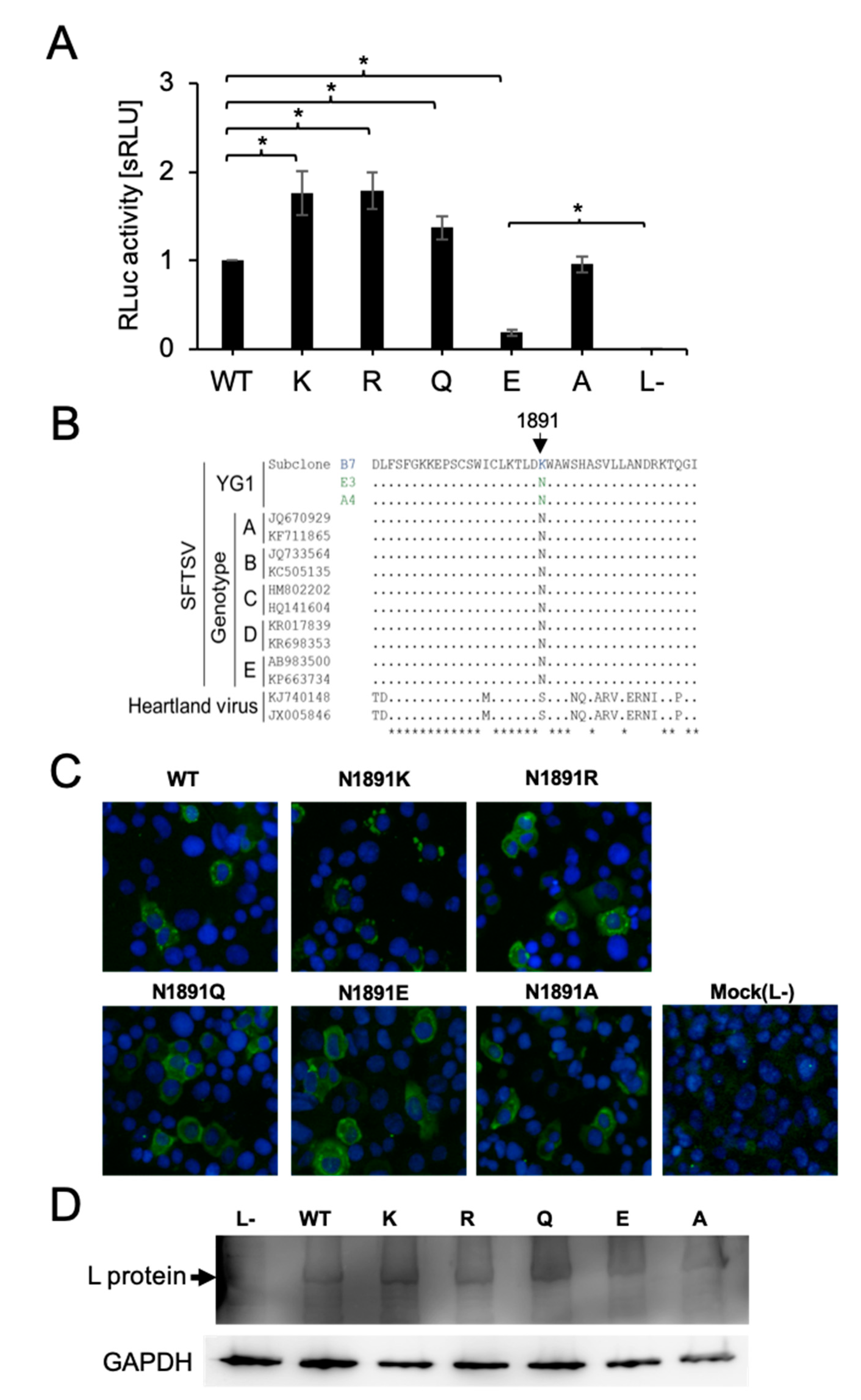 Viruses 13 00033 g002