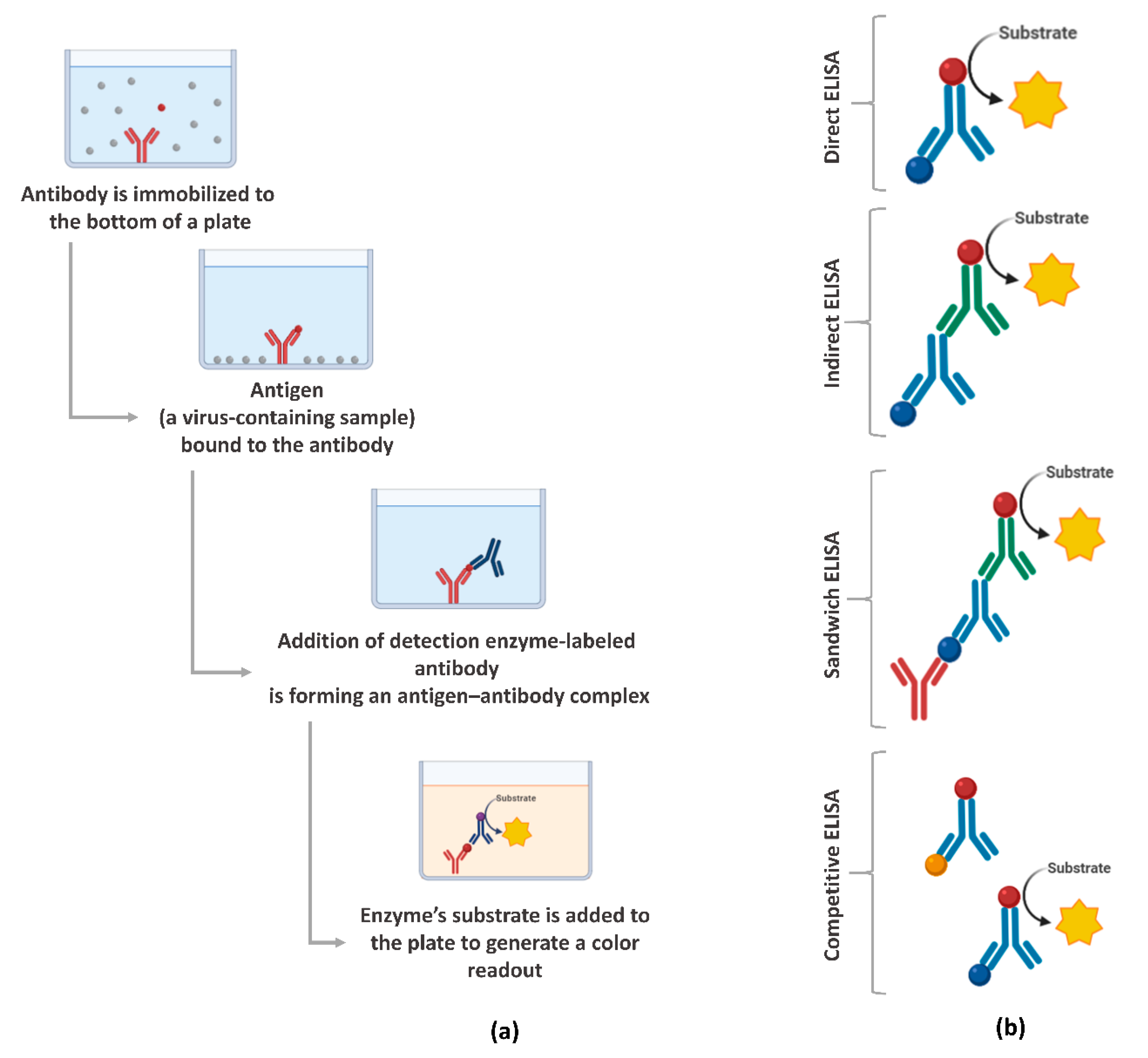 Viruses 13 00040 g003