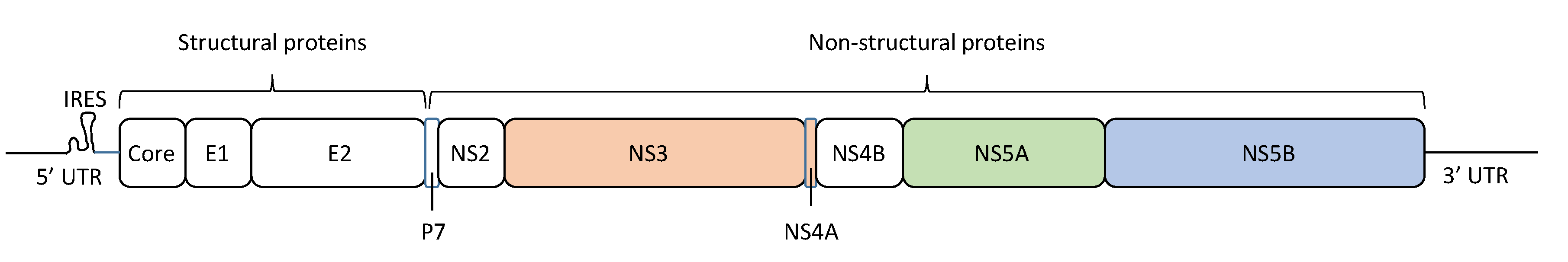Viruses 13 00041 g001