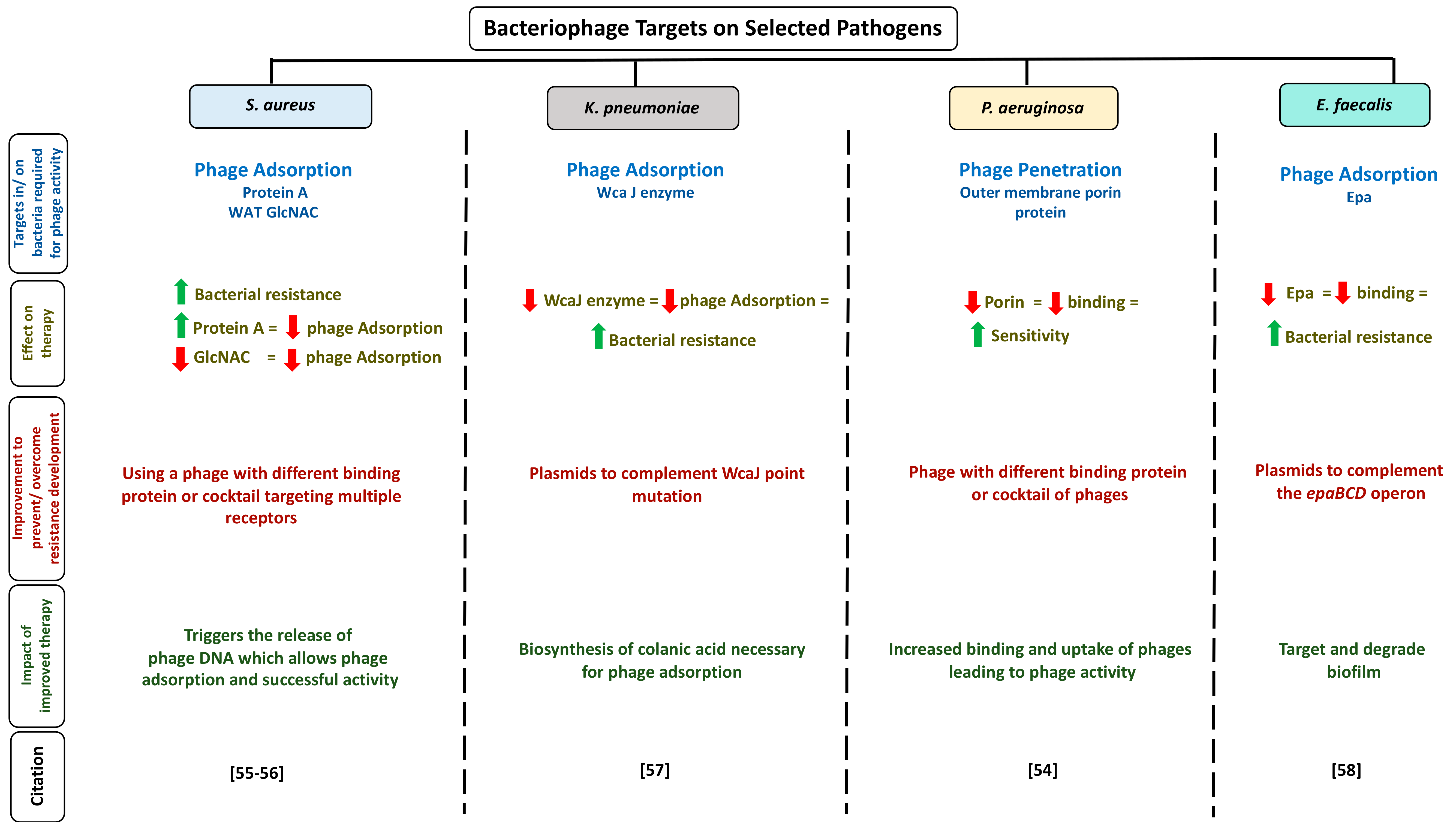 Viruses 13 00051 g002