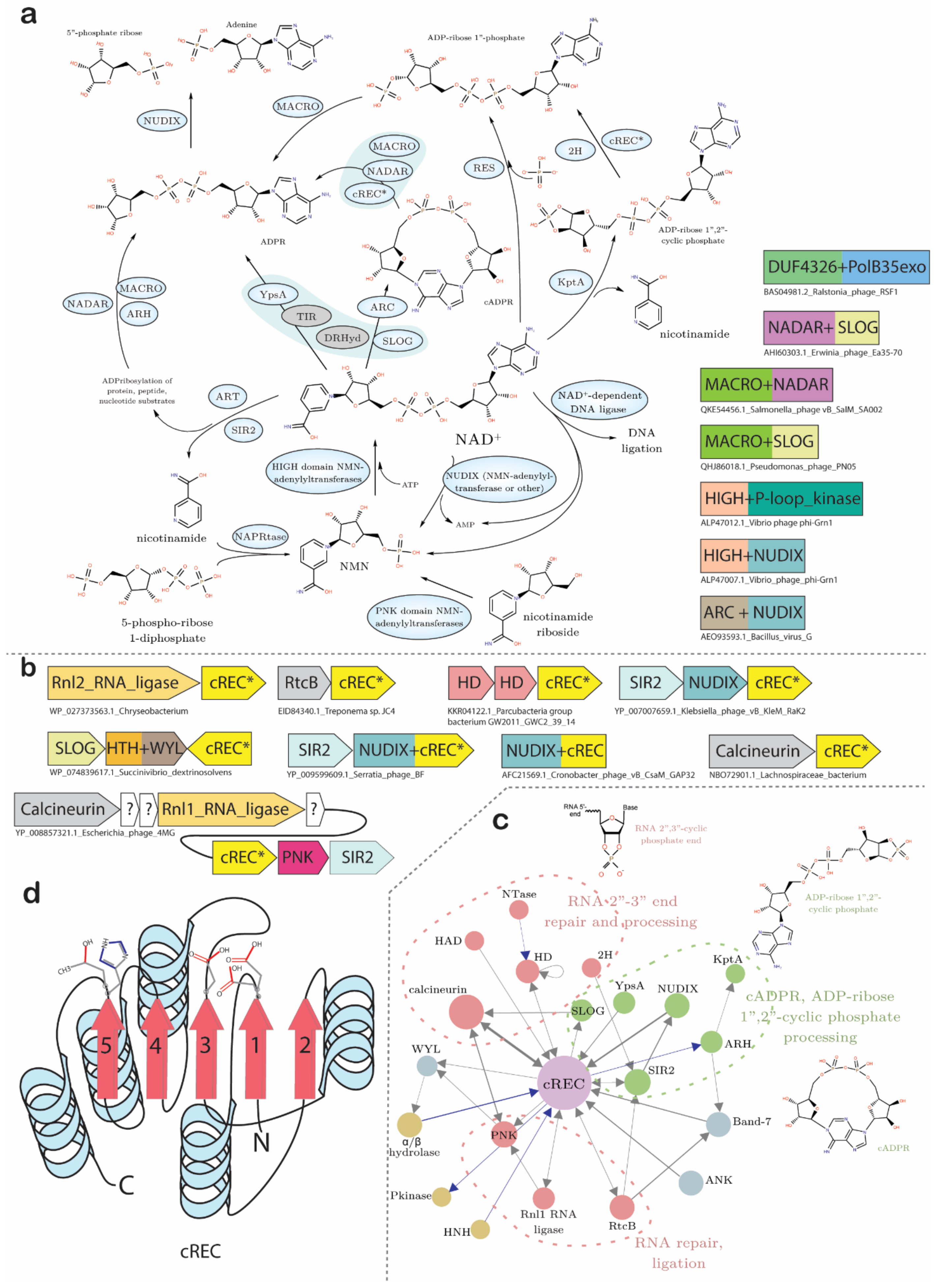 Viruses 13 00063 g006