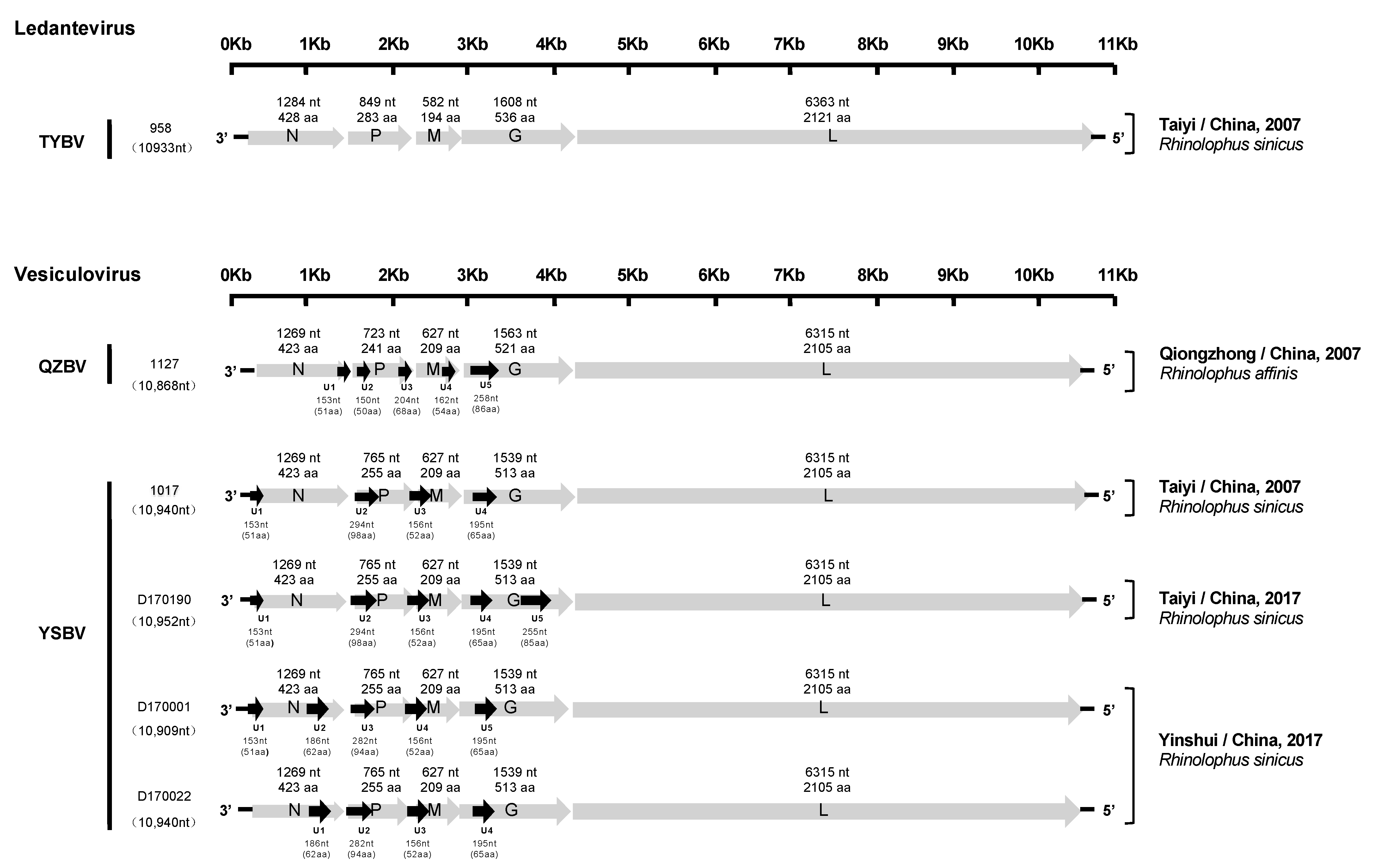 Viruses 13 00064 g002