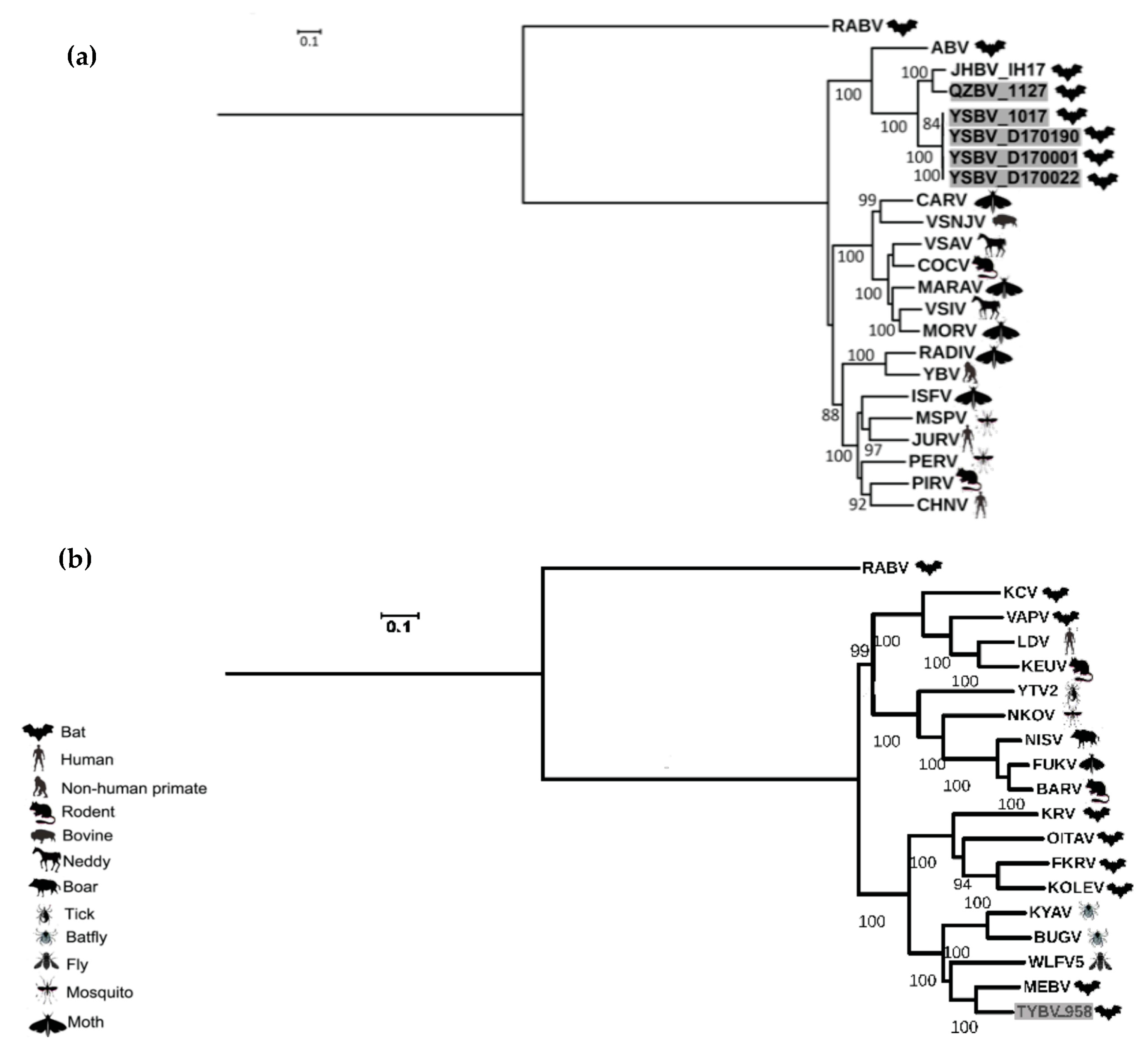 Viruses 13 00064 g004