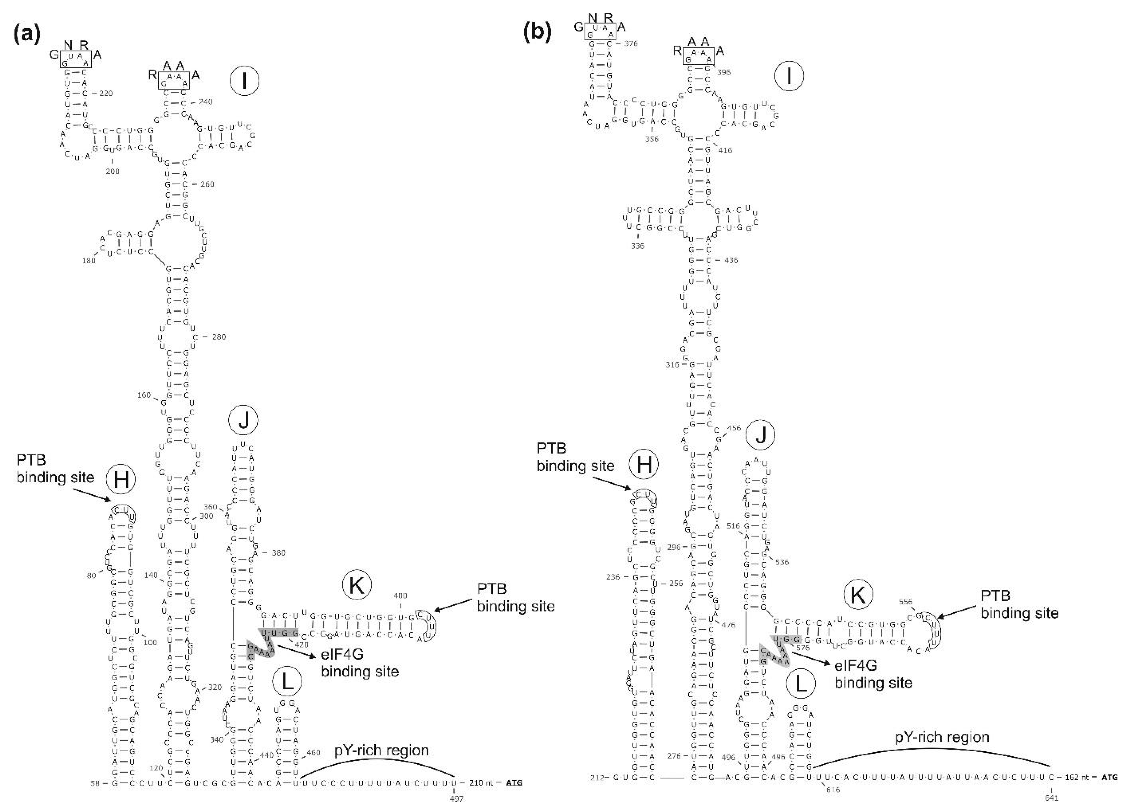 Viruses 13 00066 g003