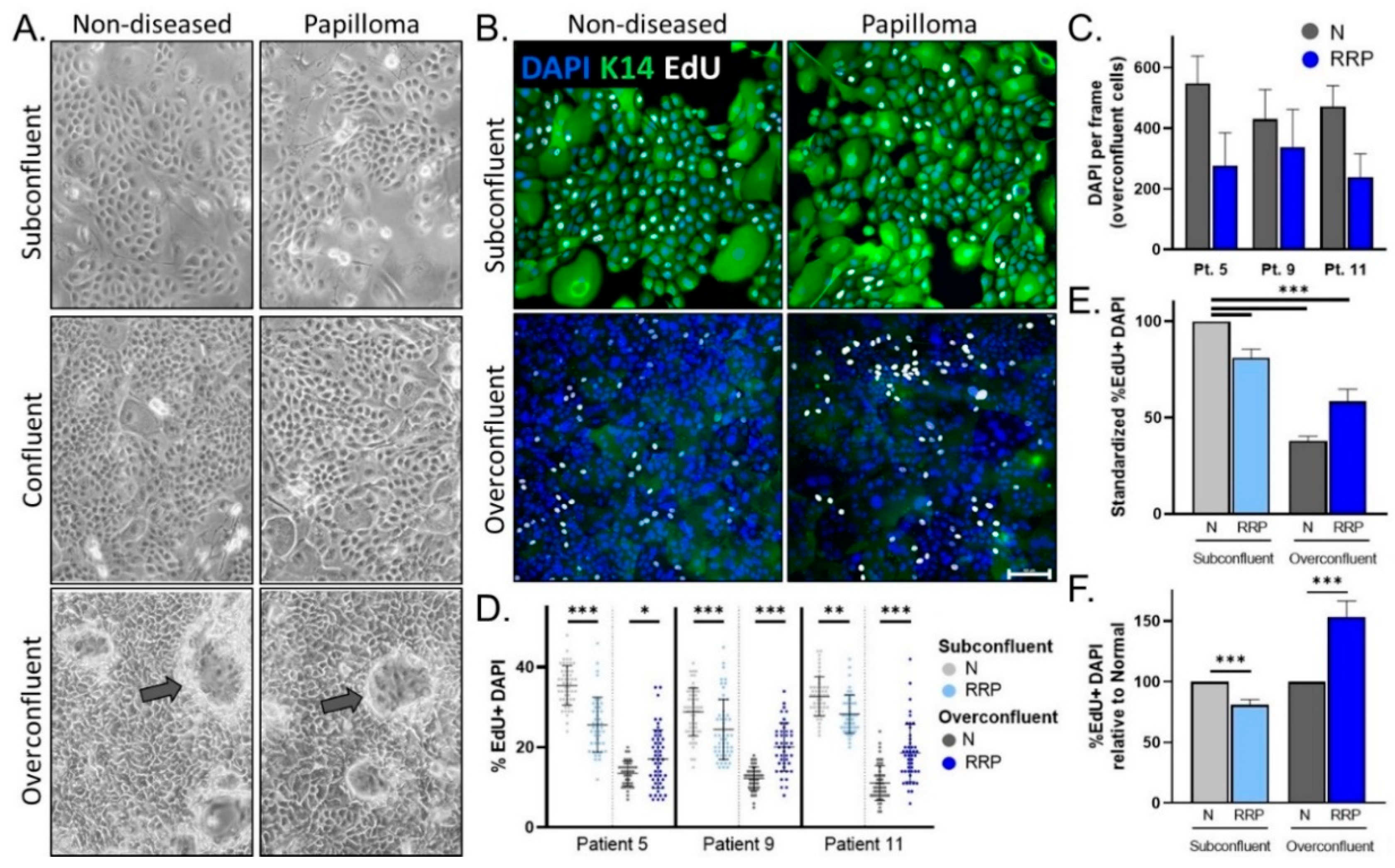 Viruses 13 00068 g002