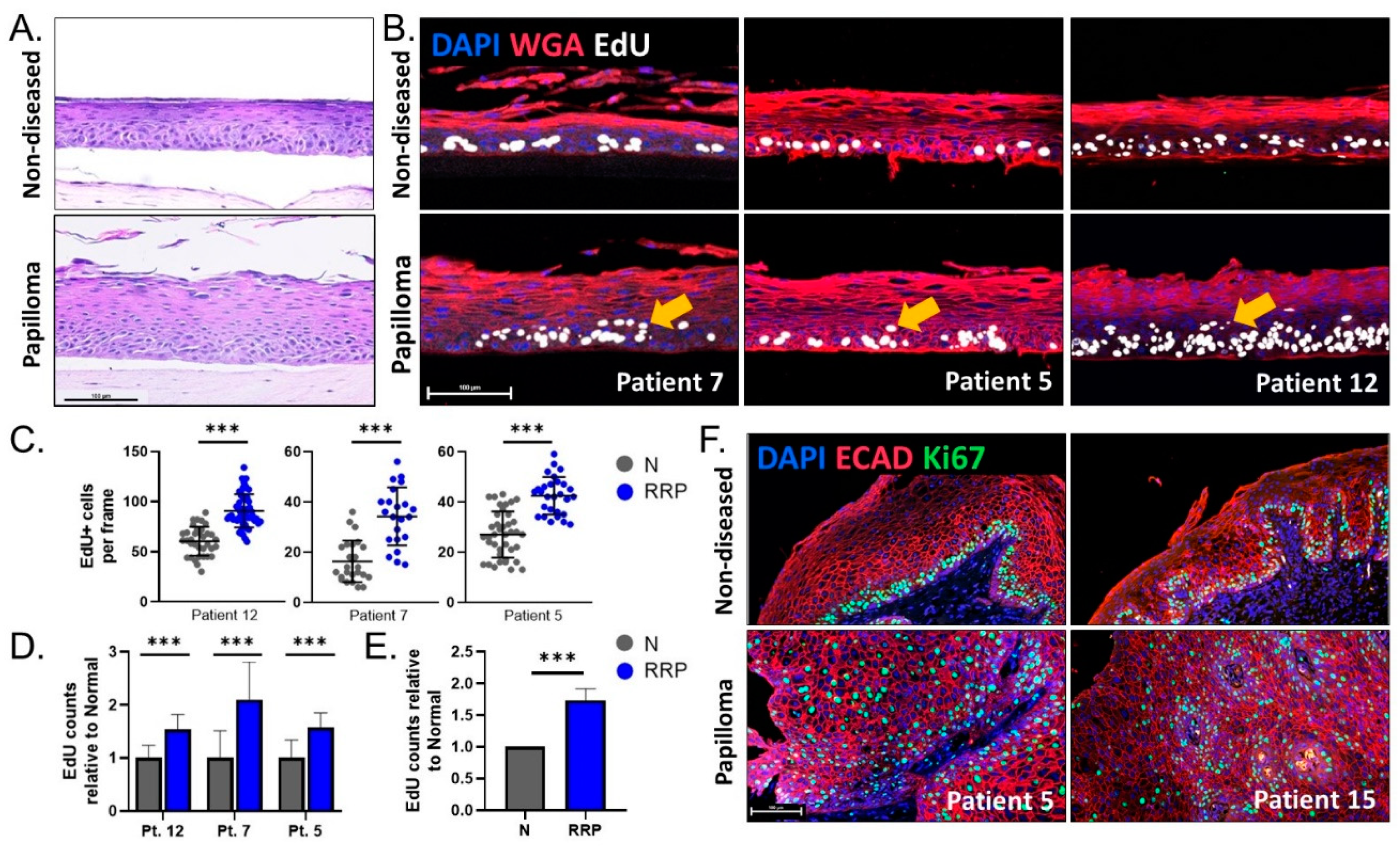Viruses 13 00068 g003