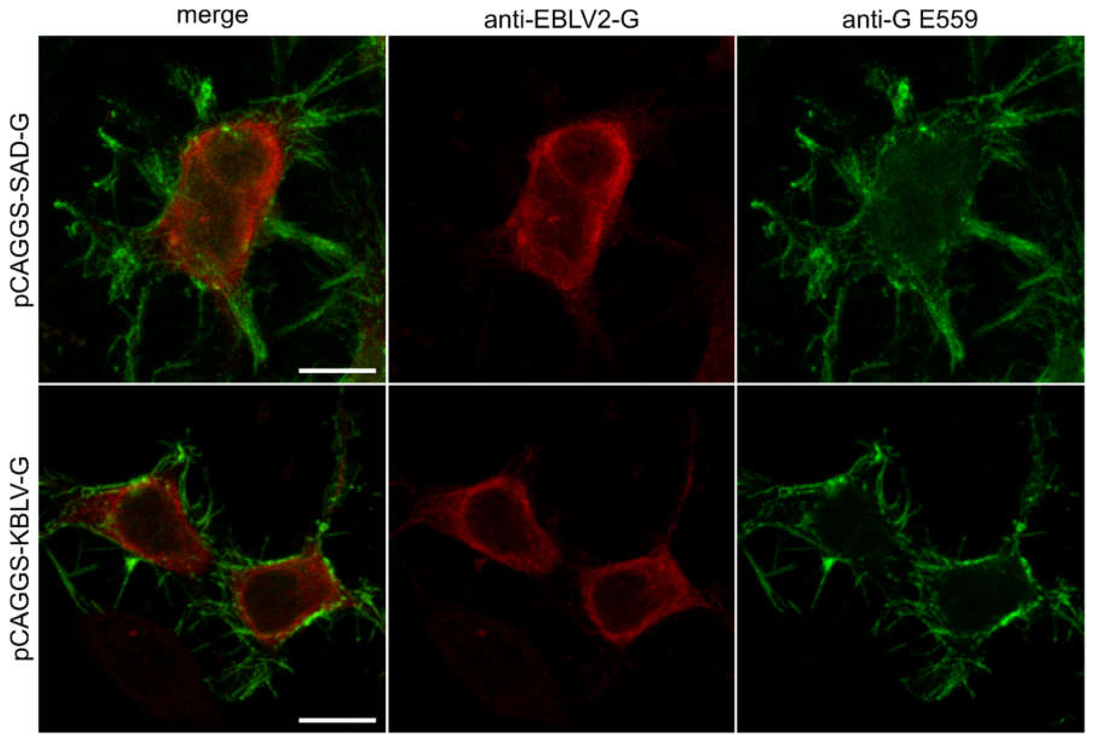 Viruses 13 00069 g002
