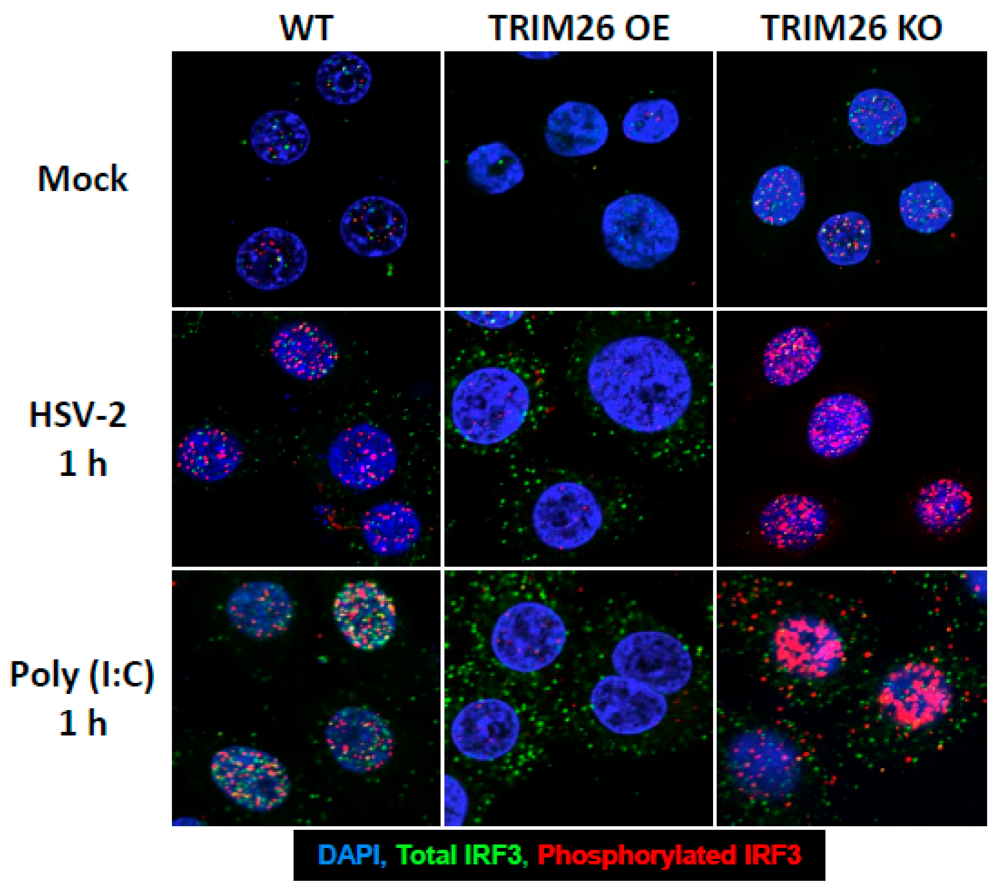 Viruses 13 00070 g005