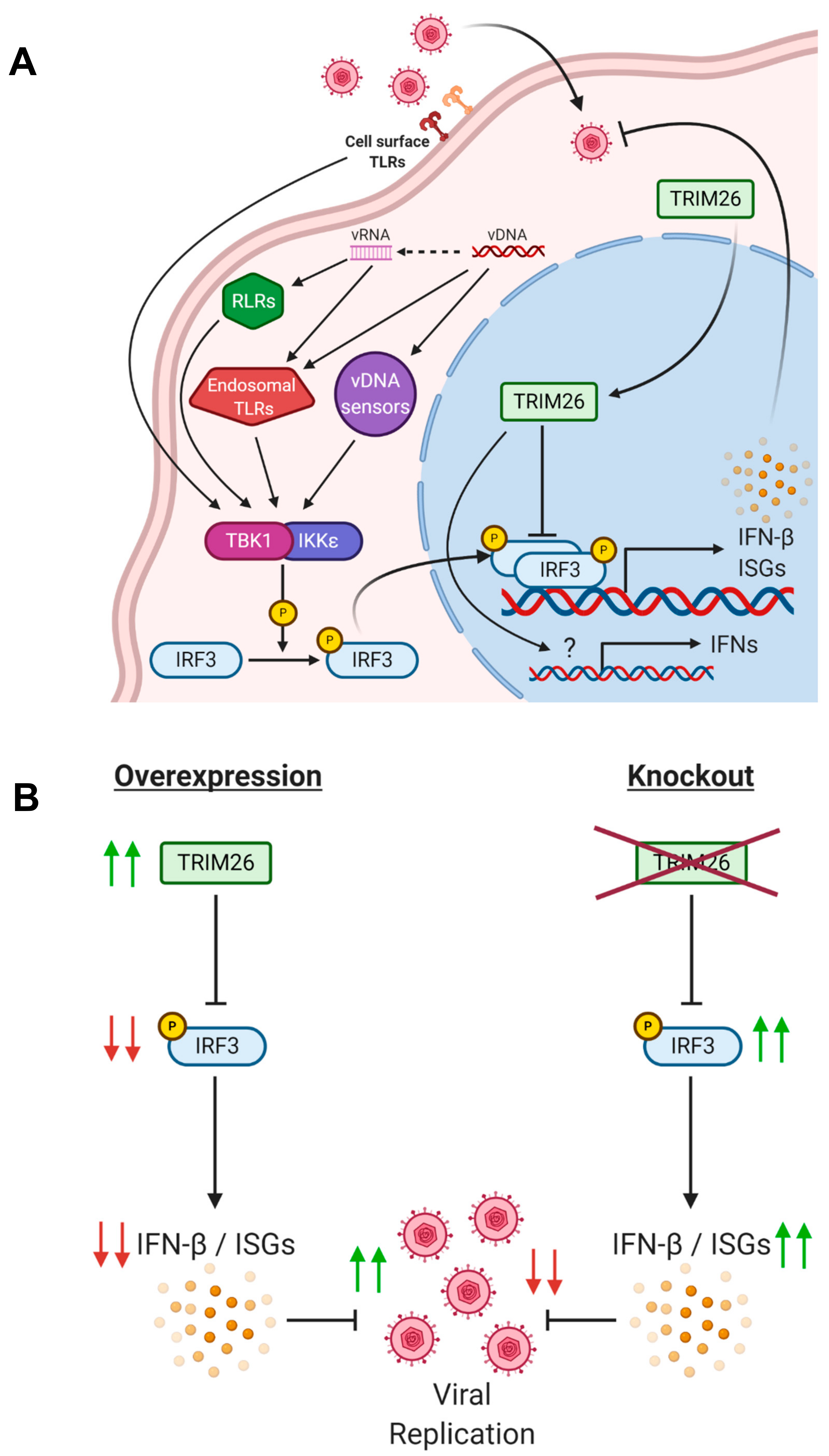 Viruses 13 00070 g007