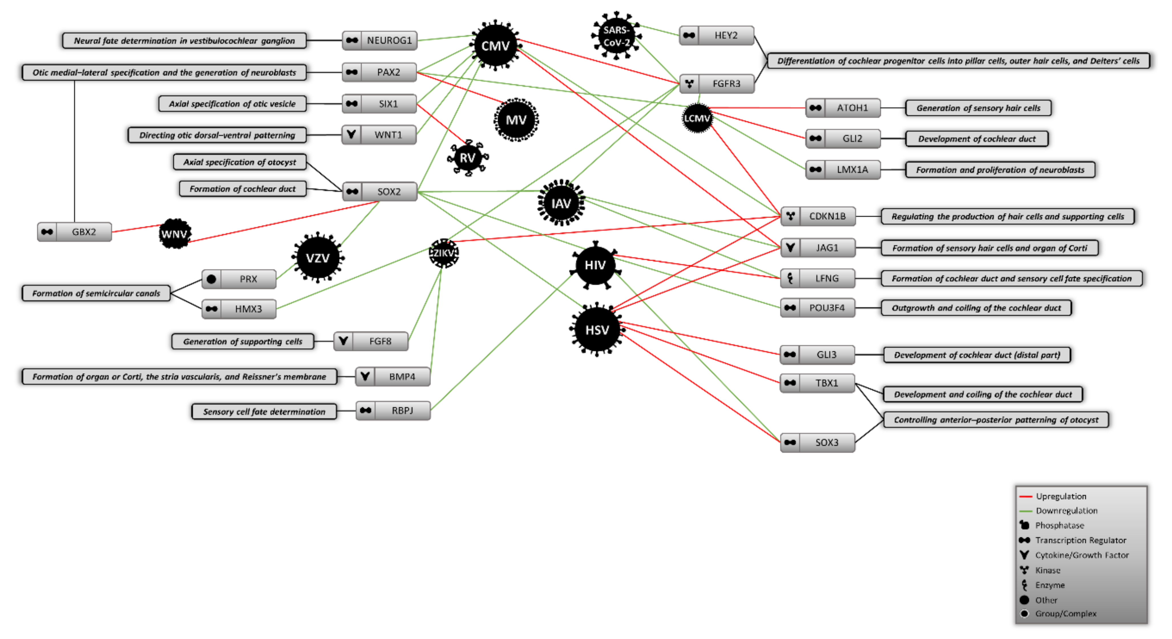 Viruses 13 00071 g001 Viruses 13 00071 g001
