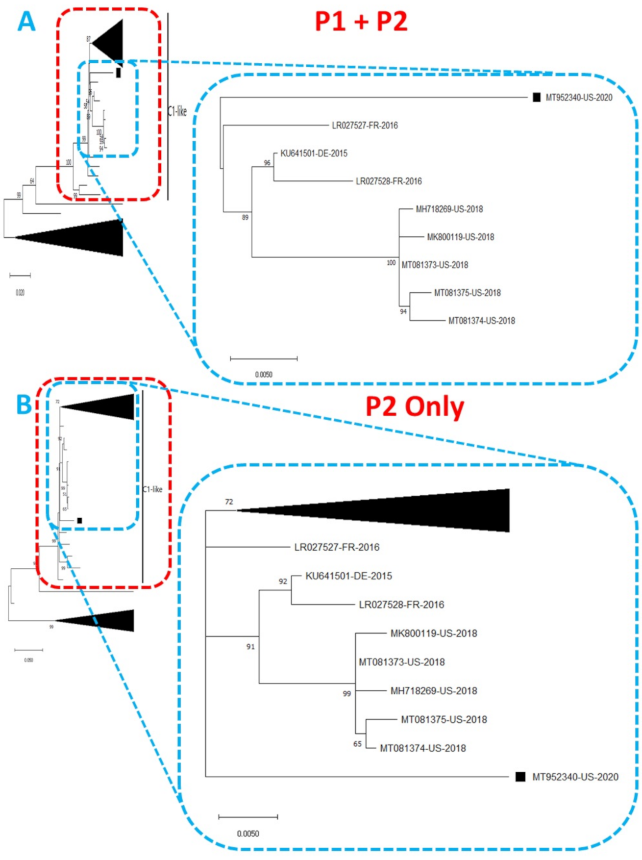 Viruses 13 00074 g001