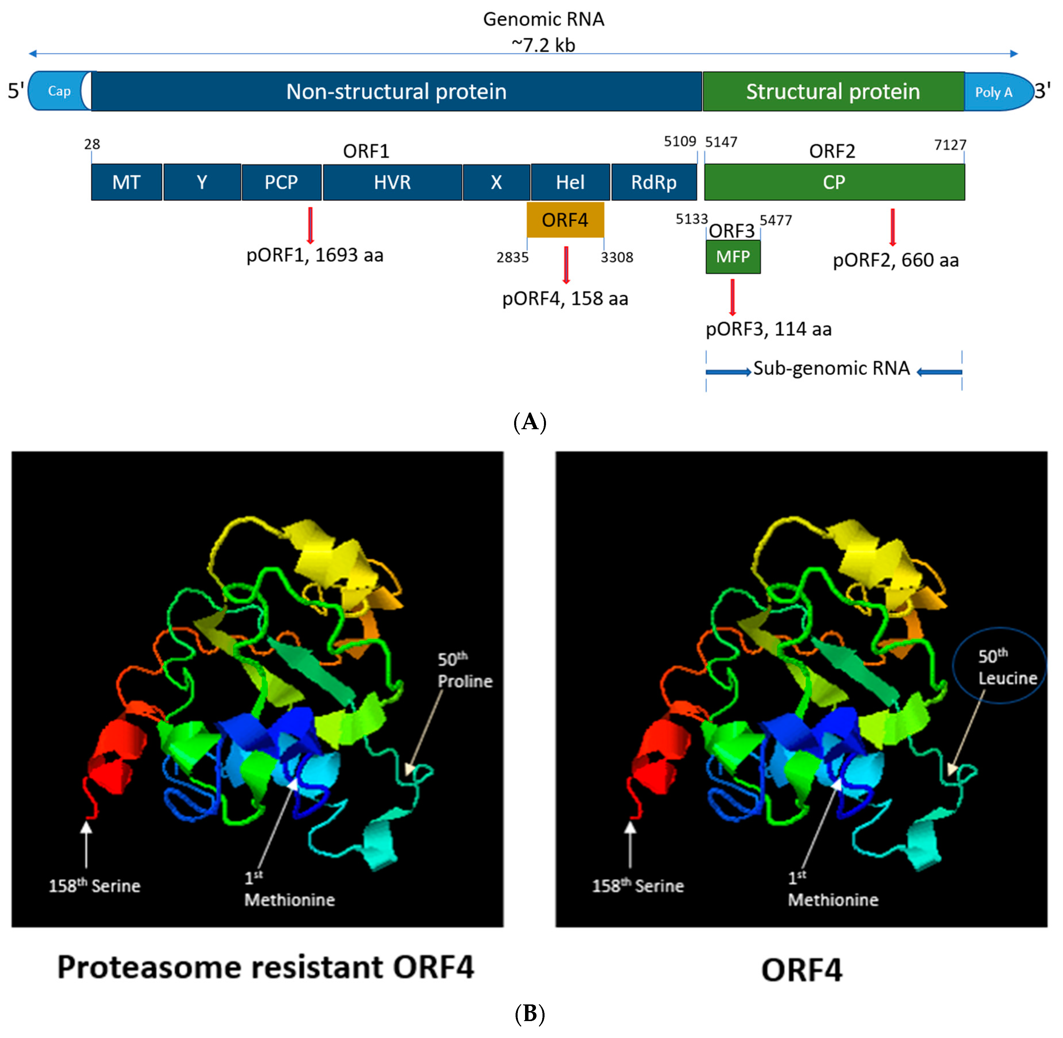 Viruses 13 00075 g001