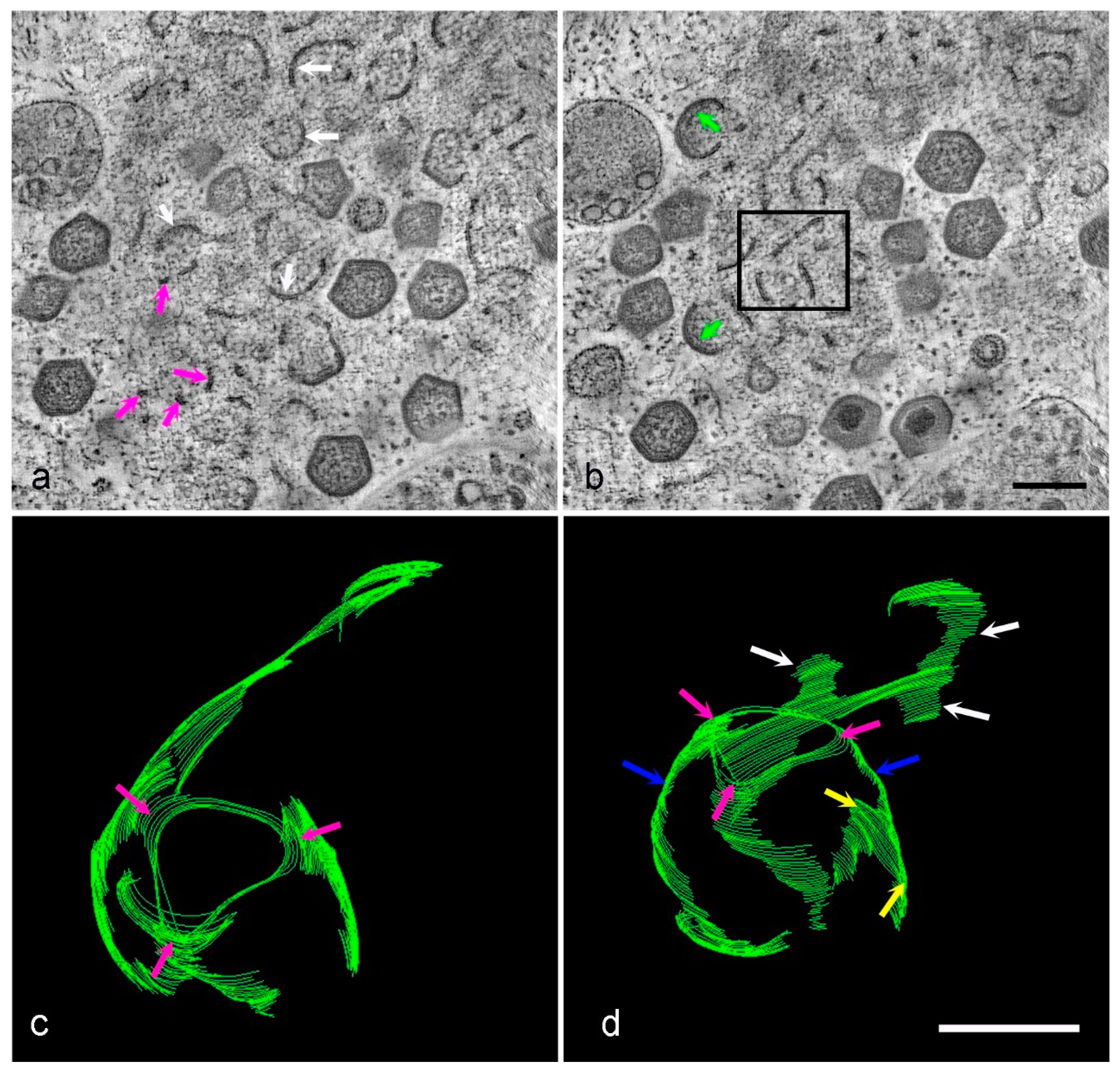 Viruses 13 00077 g006 Viruses 13 00077 g006