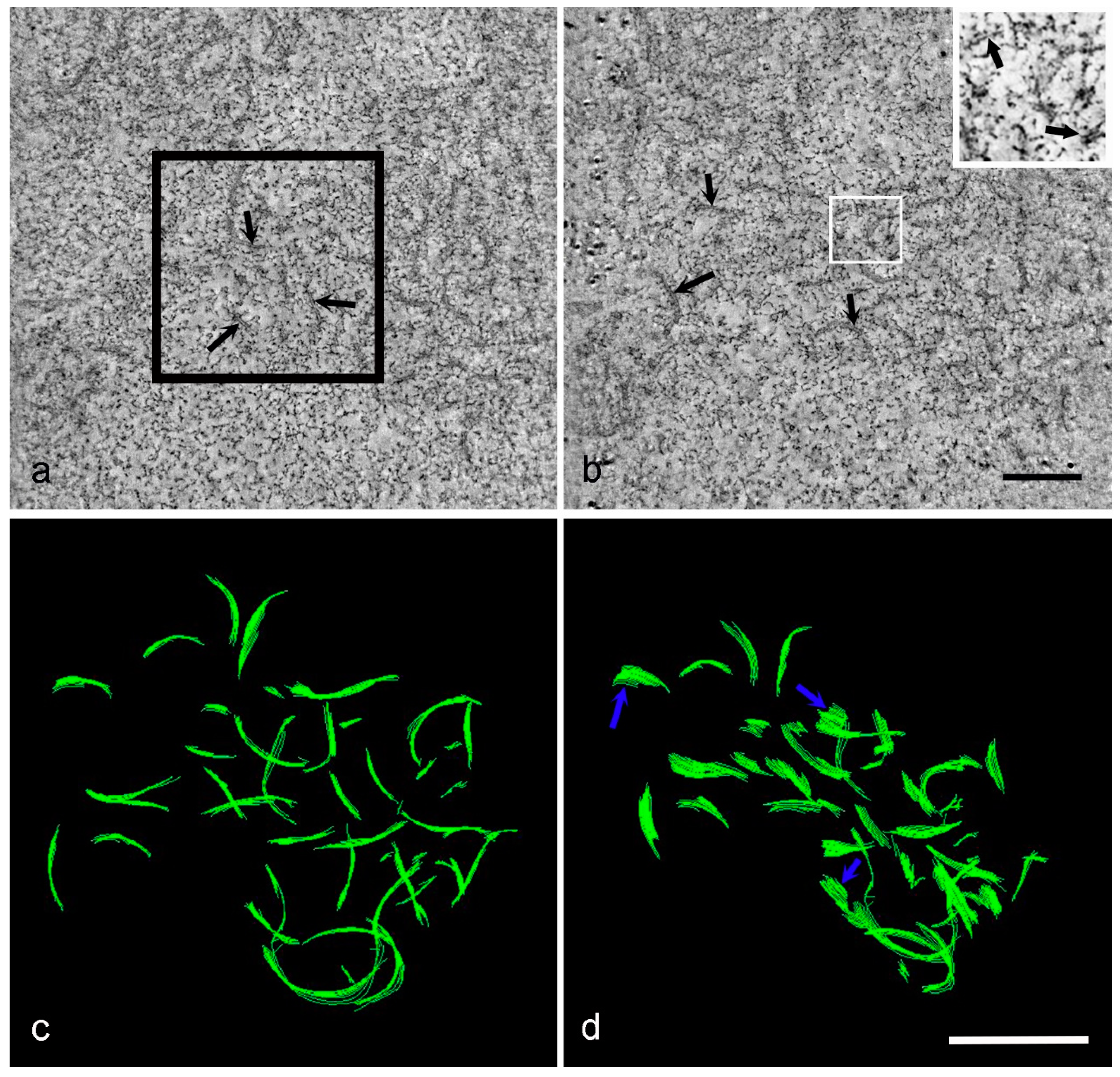 Viruses 13 00077 g007 Viruses 13 00077 g007