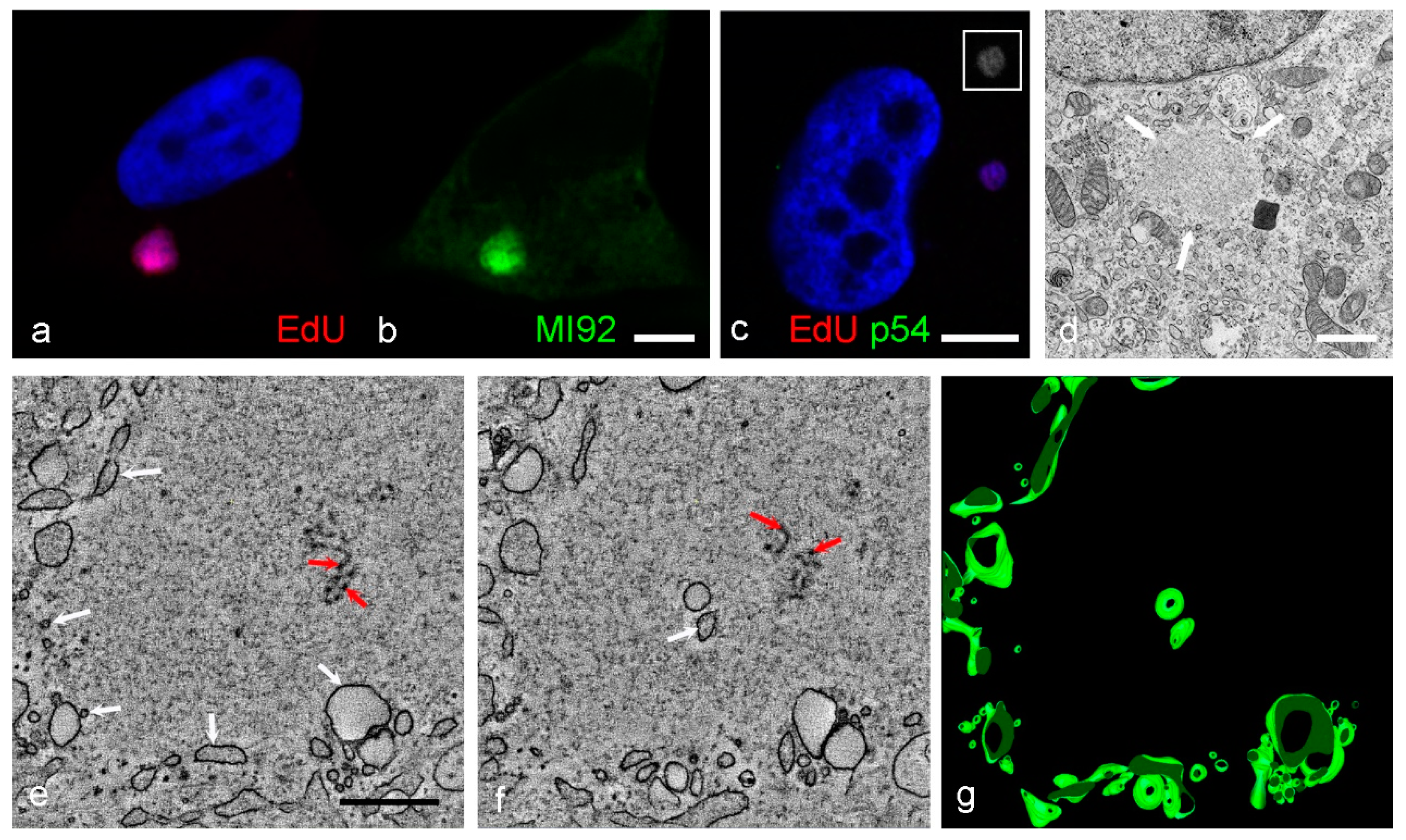 Viruses 13 00077 g008 Viruses 13 00077 g008