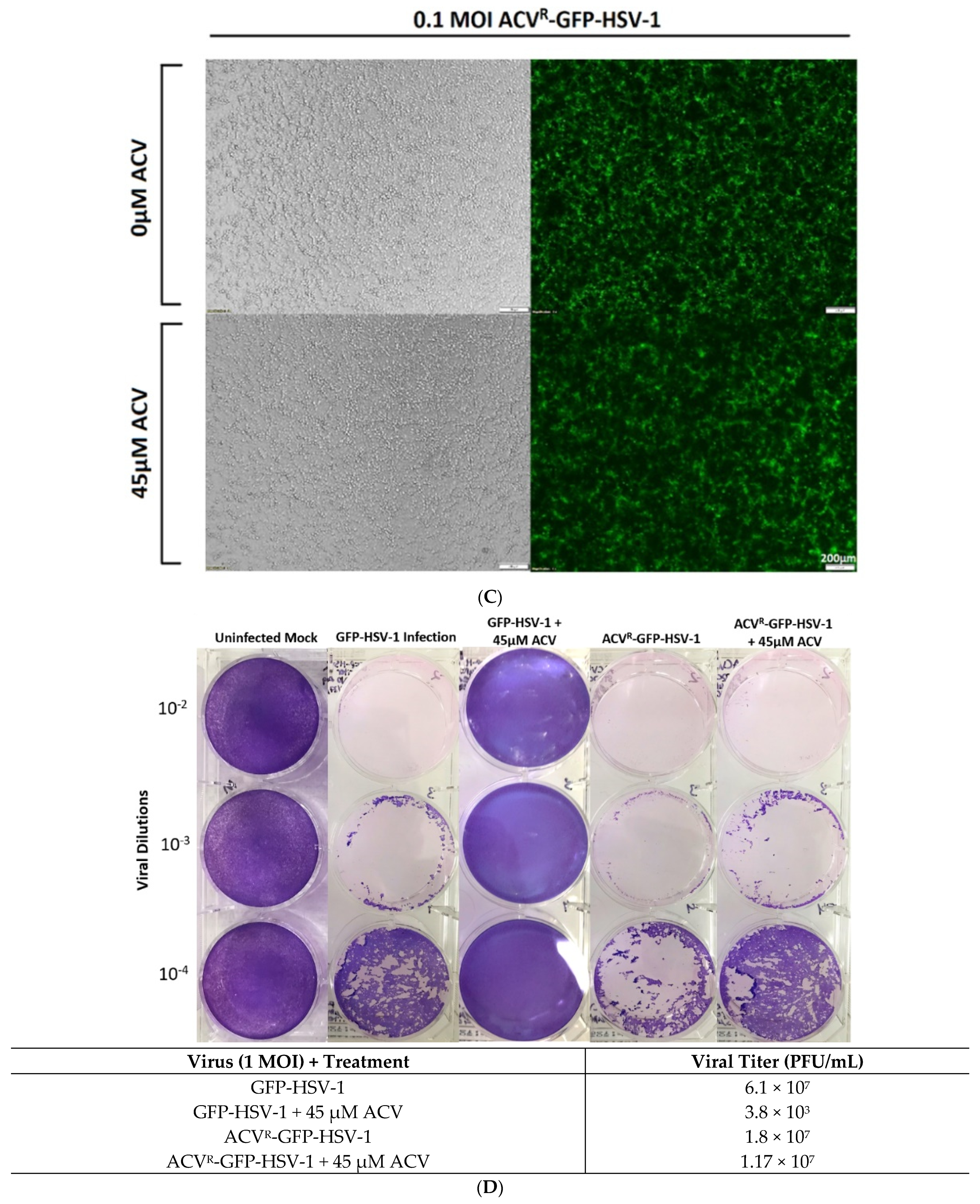 Viruses 13 00086 g001b