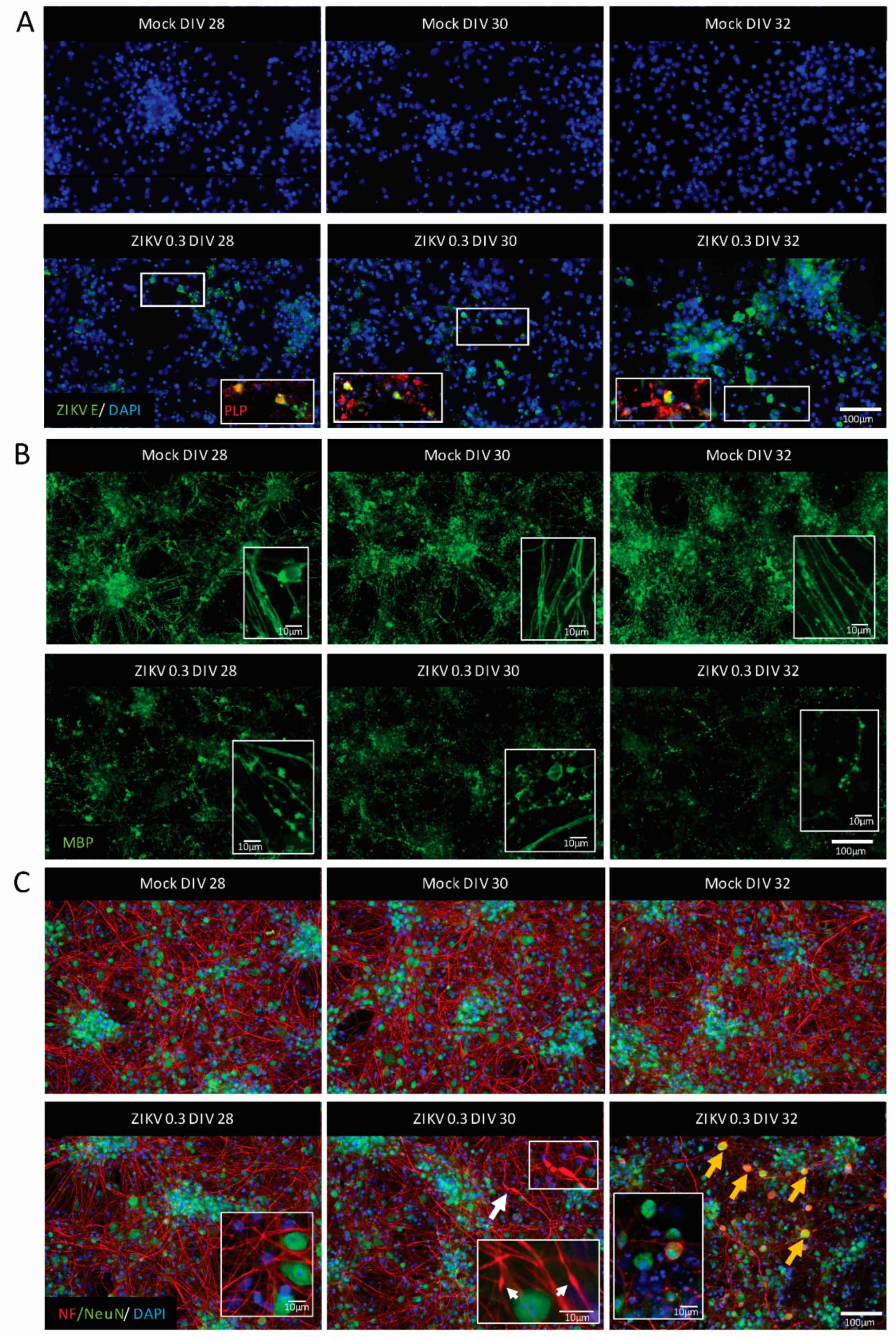 Viruses 13 00091 g003 Viruses 13 00091 g003