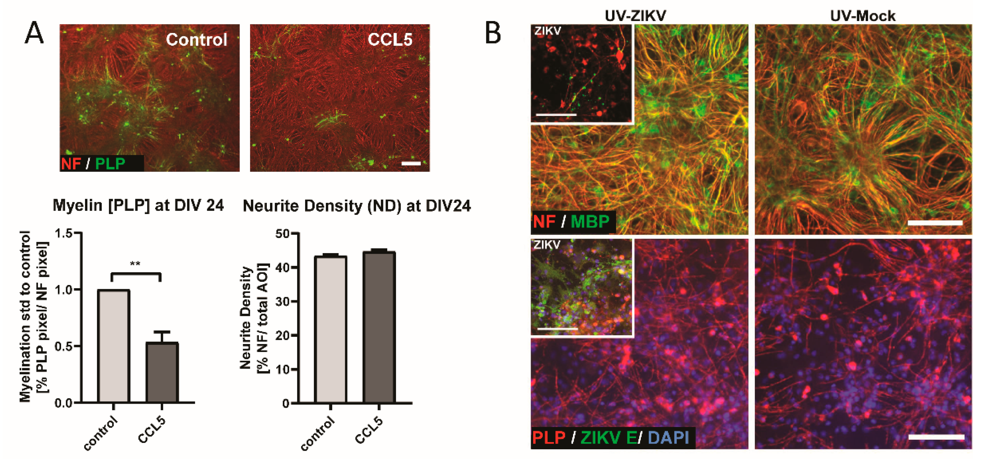 Viruses 13 00091 g009 Viruses 13 00091 g009