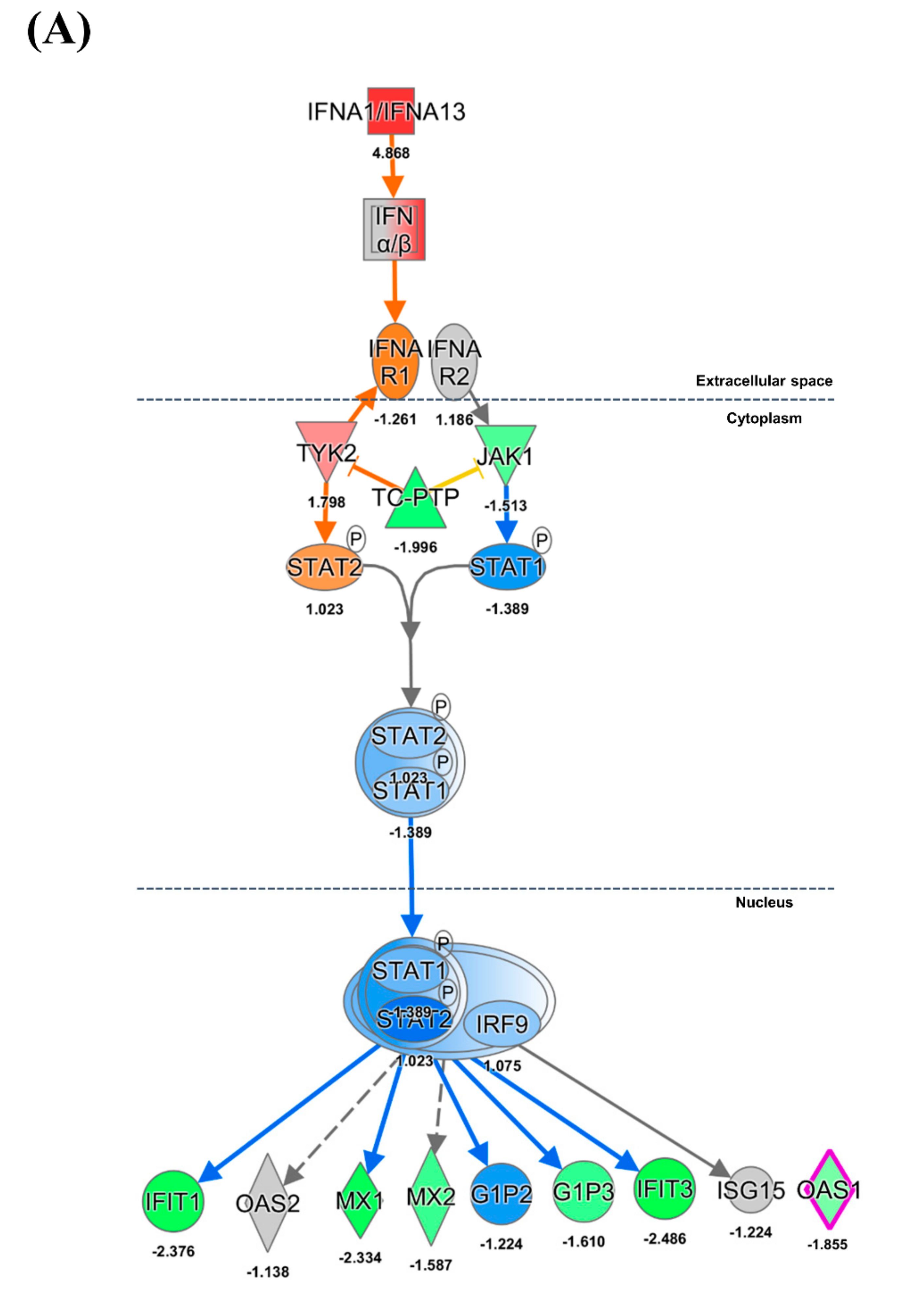 Viruses 13 00092 g002a Viruses 13 00092 g002a