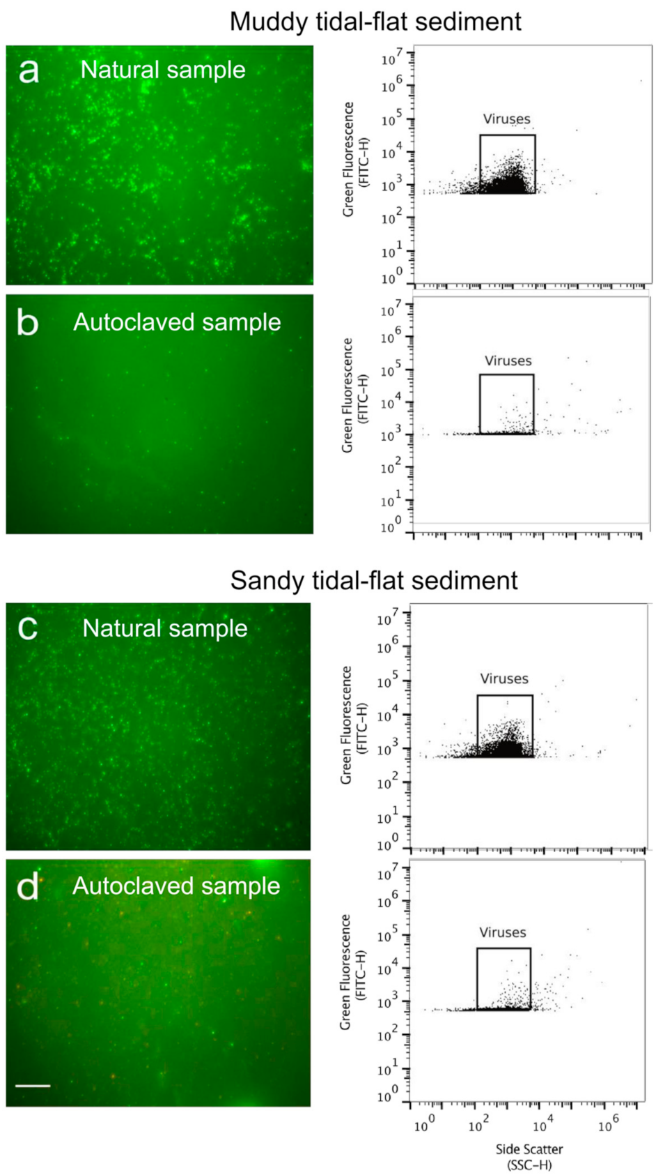 Viruses 13 00102 g003 Viruses 13 00102 g003