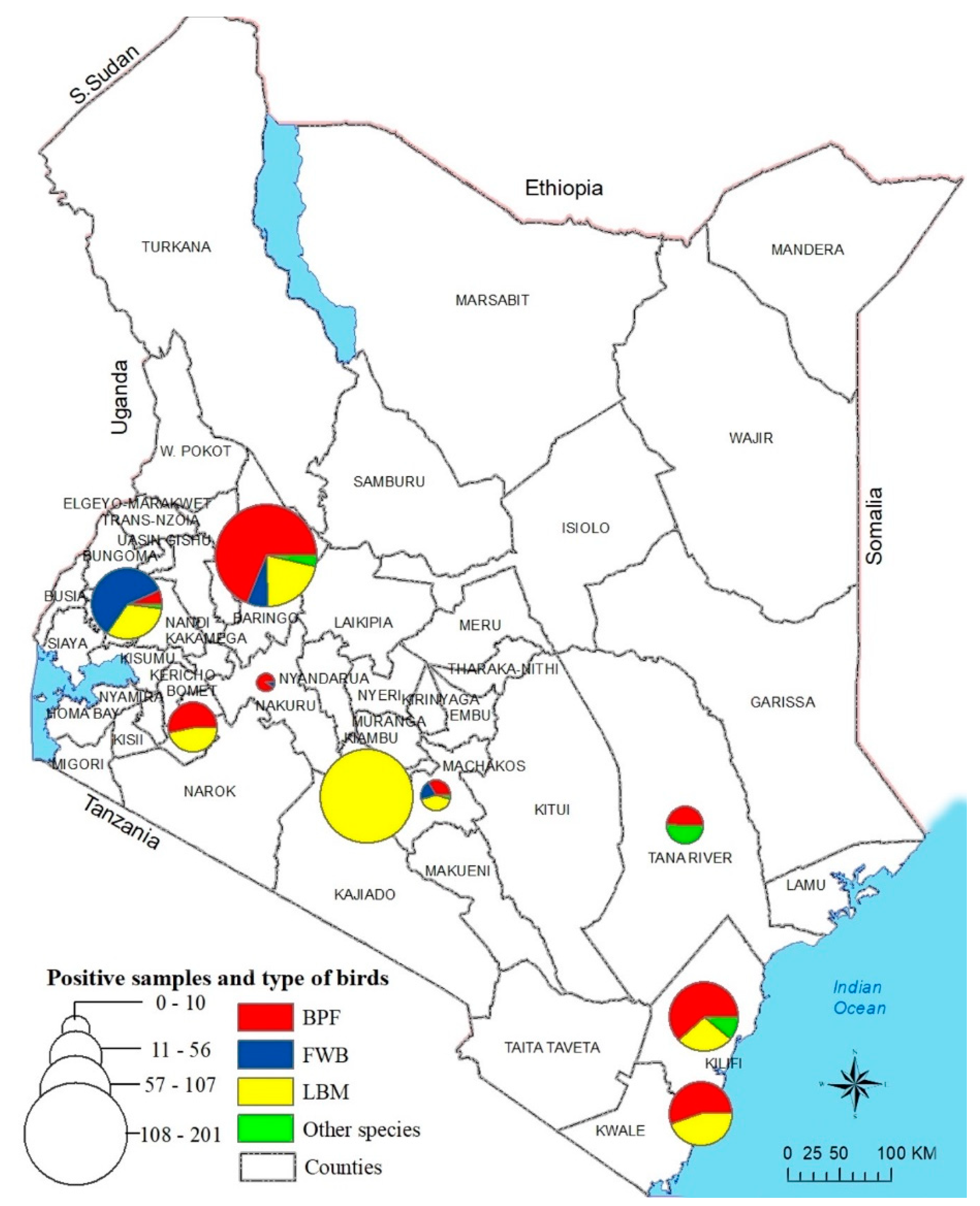Viruses 13 00103 g001