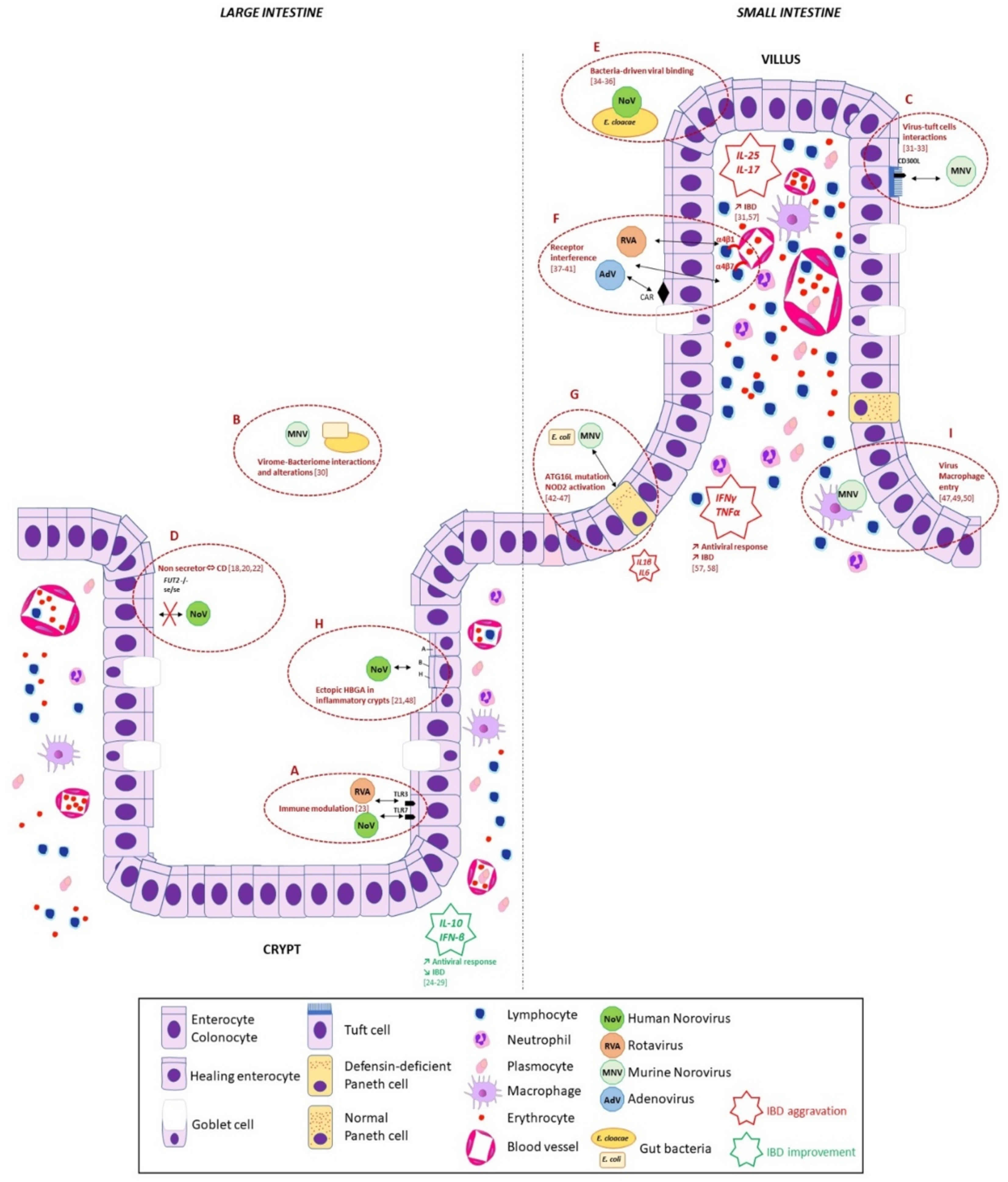 Viruses 13 00104 g001