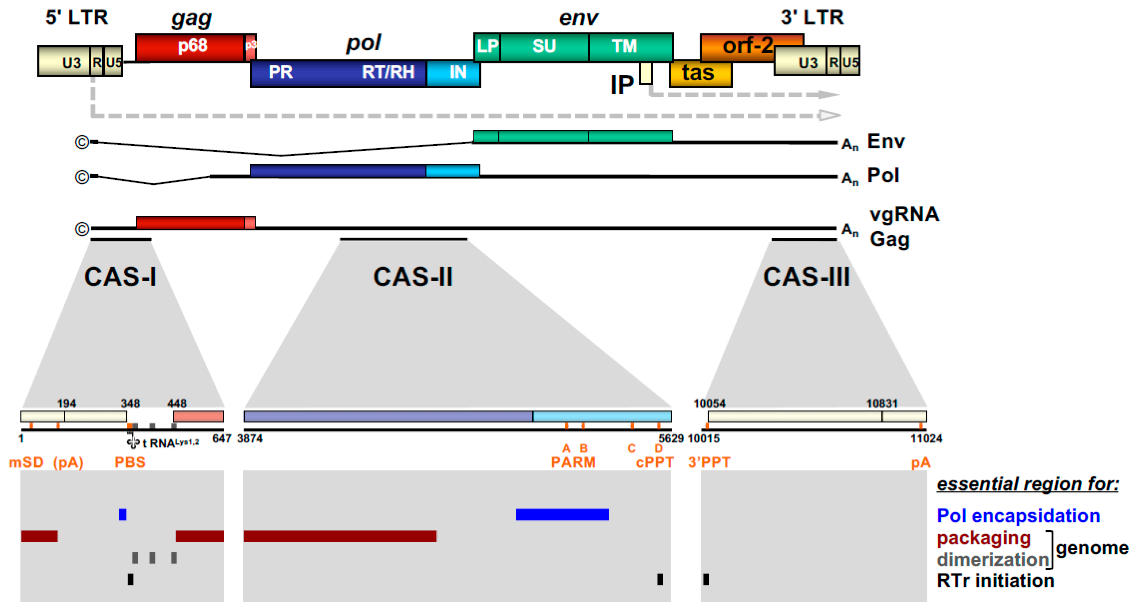 Viruses 13 00105 g003